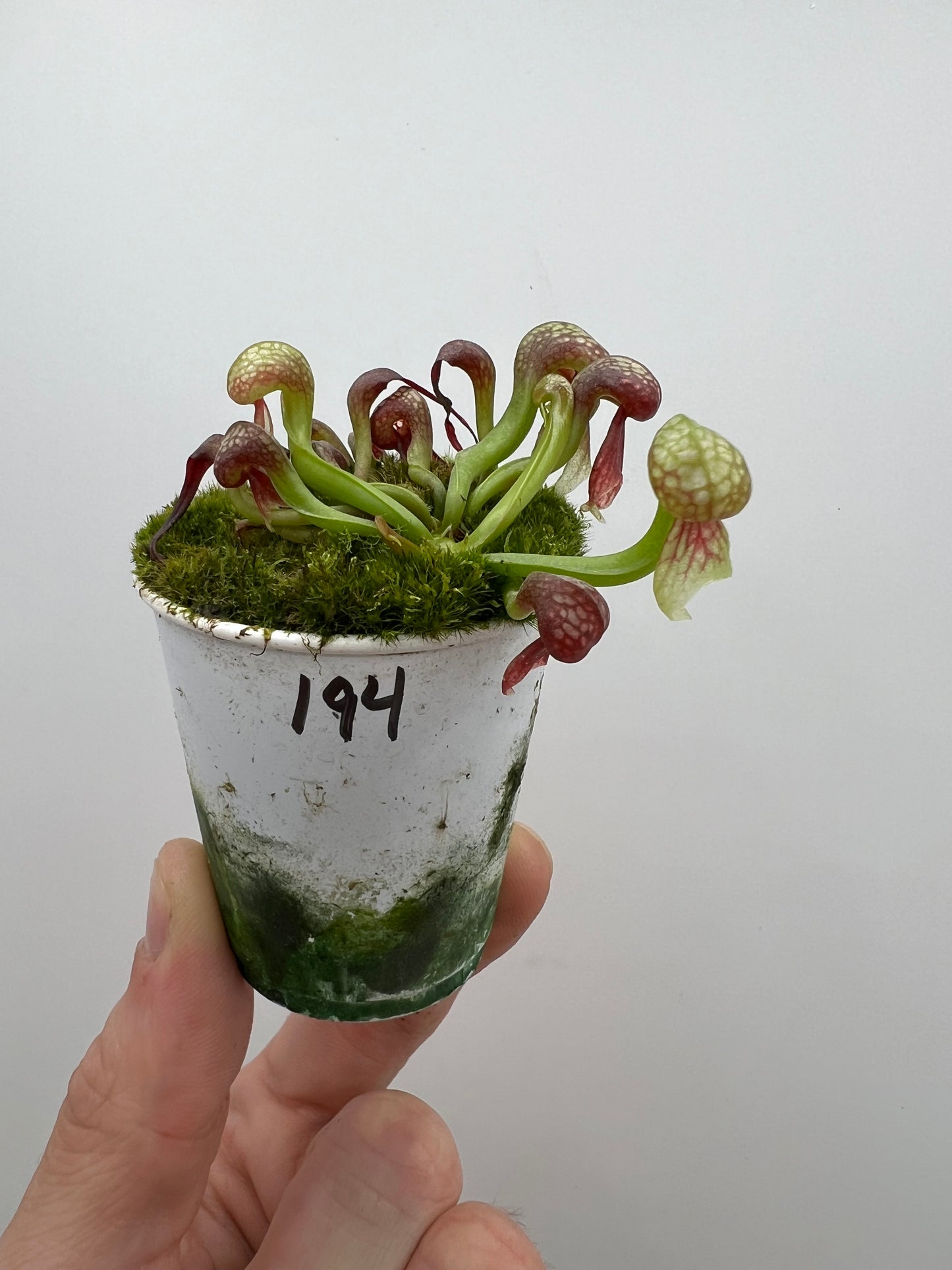 Darlingtonia californica (Cobra Pitcher Plant) - Seed Grown #194