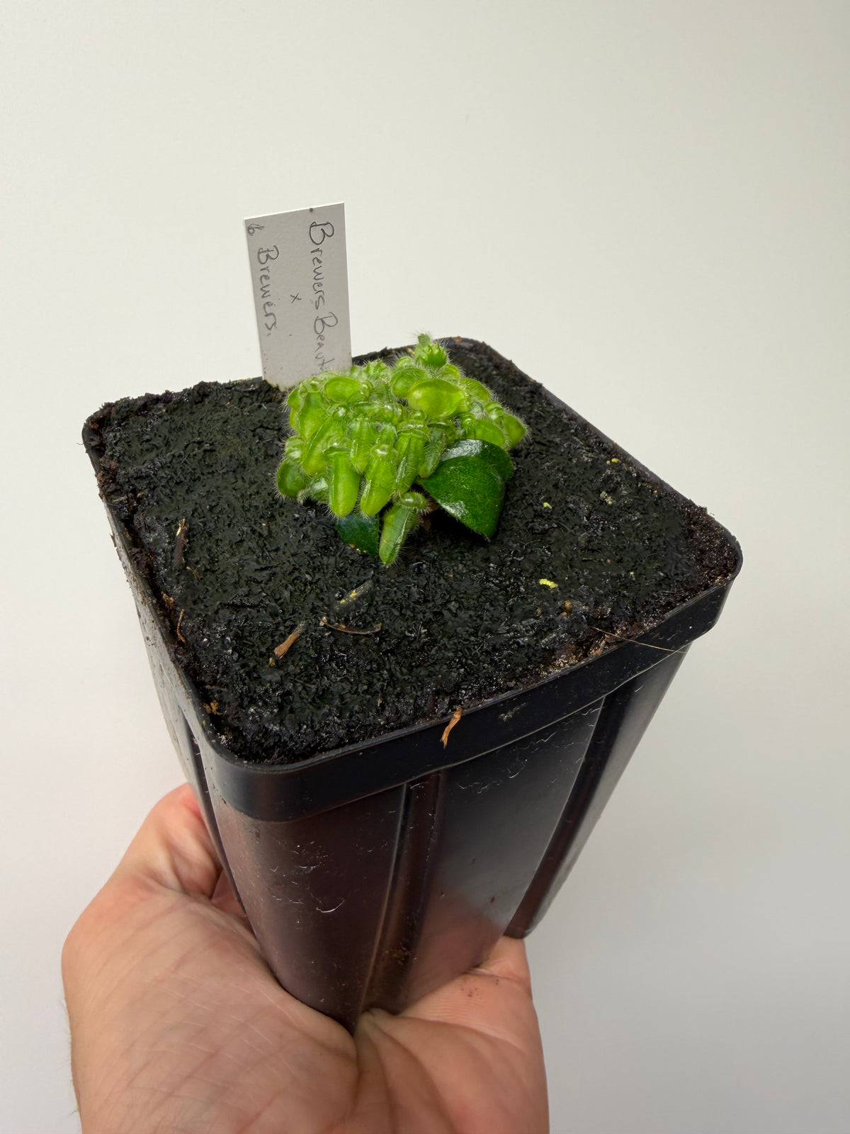 Cephalotus follicularis “Brewers Beauty” x “Brewers” #6