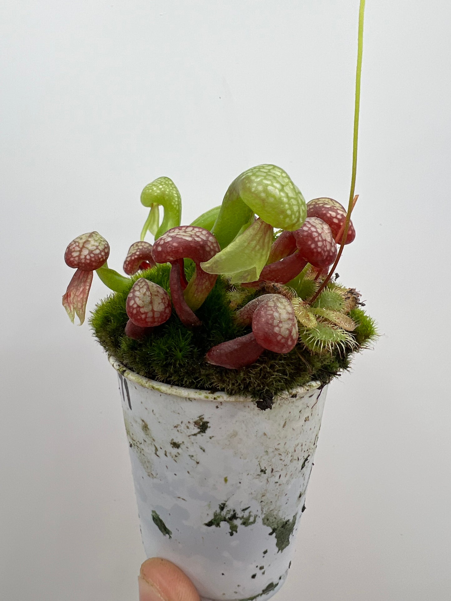 Darlingtonia californica (Cobra Pitcher Plant) - Seed Grown #171