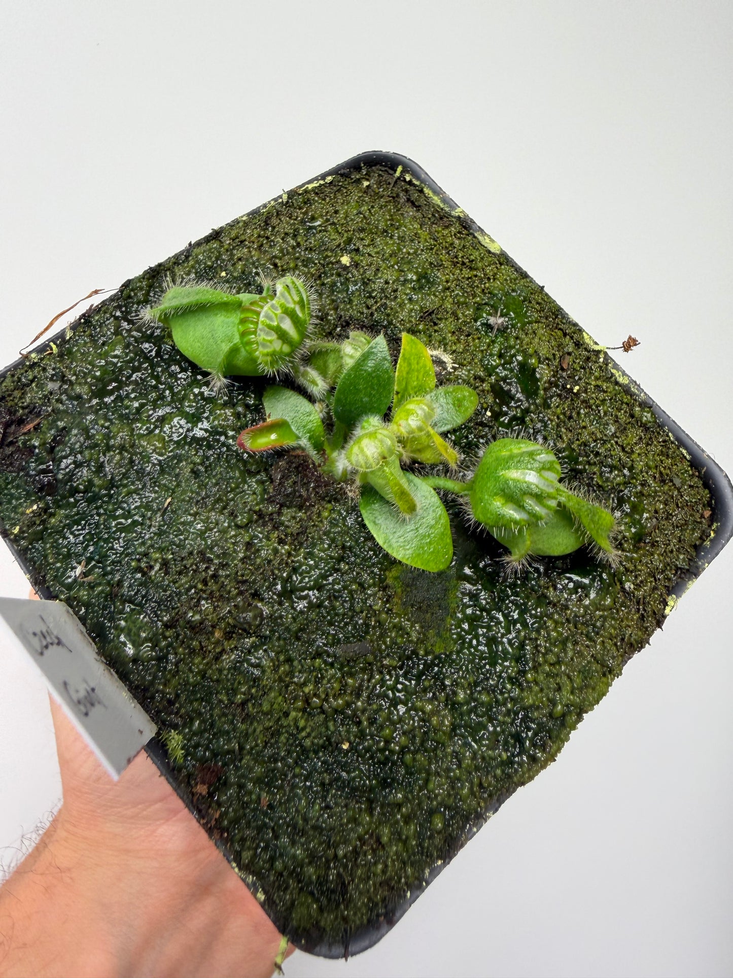 Cephalotus follicularis “Czech Giant”