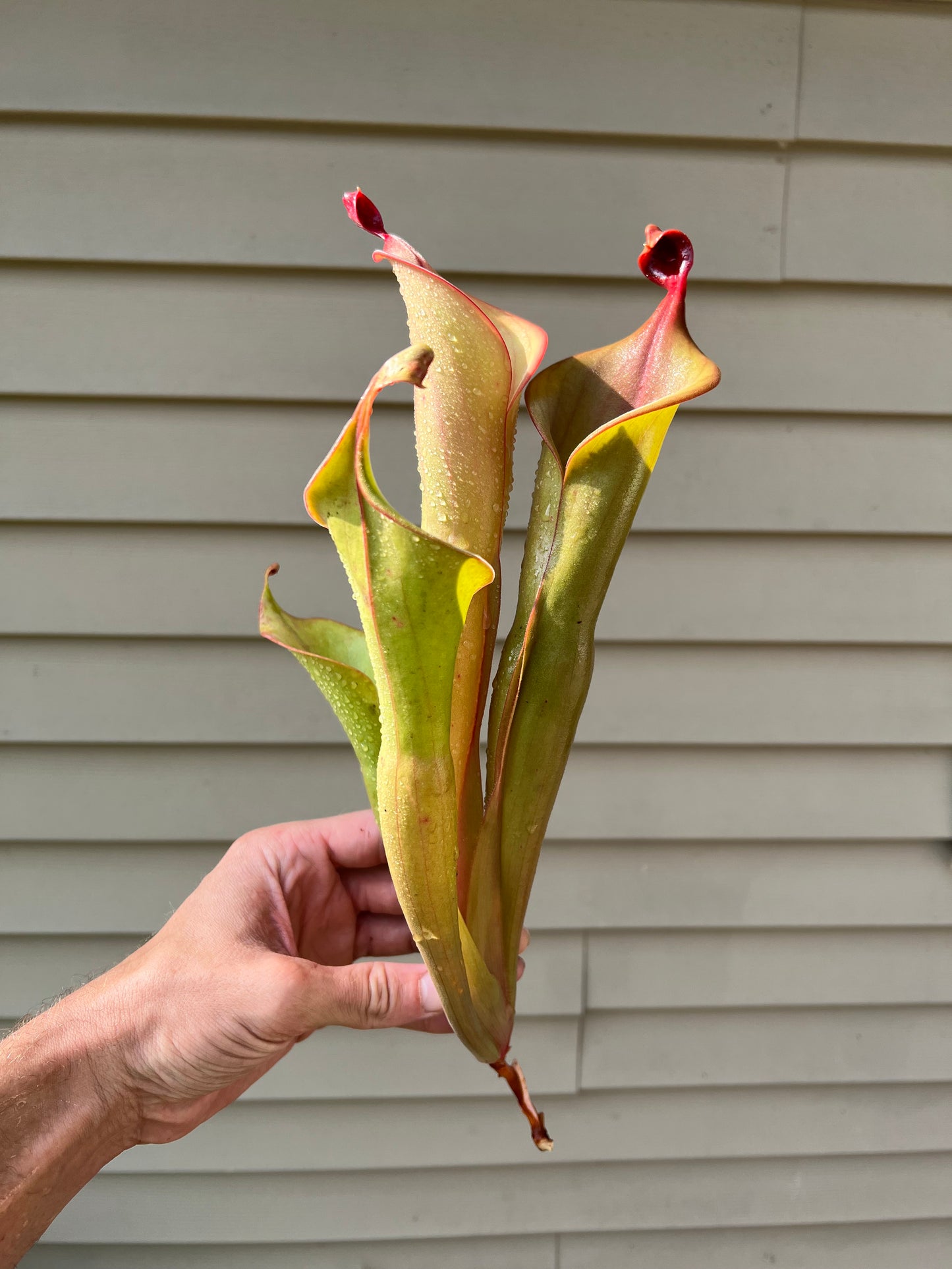 Heliamphora “Godzilla” - Fresh Division (A)