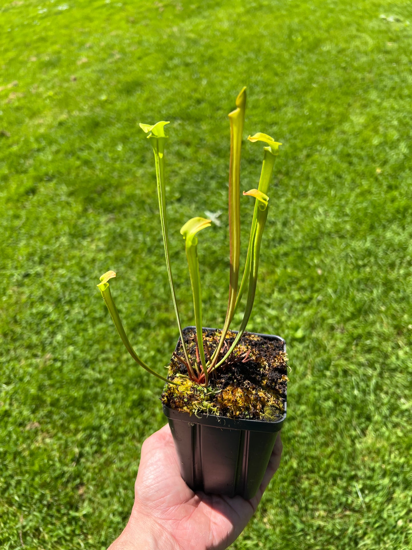 Sarracenia flava - Assorted, Seed Grown