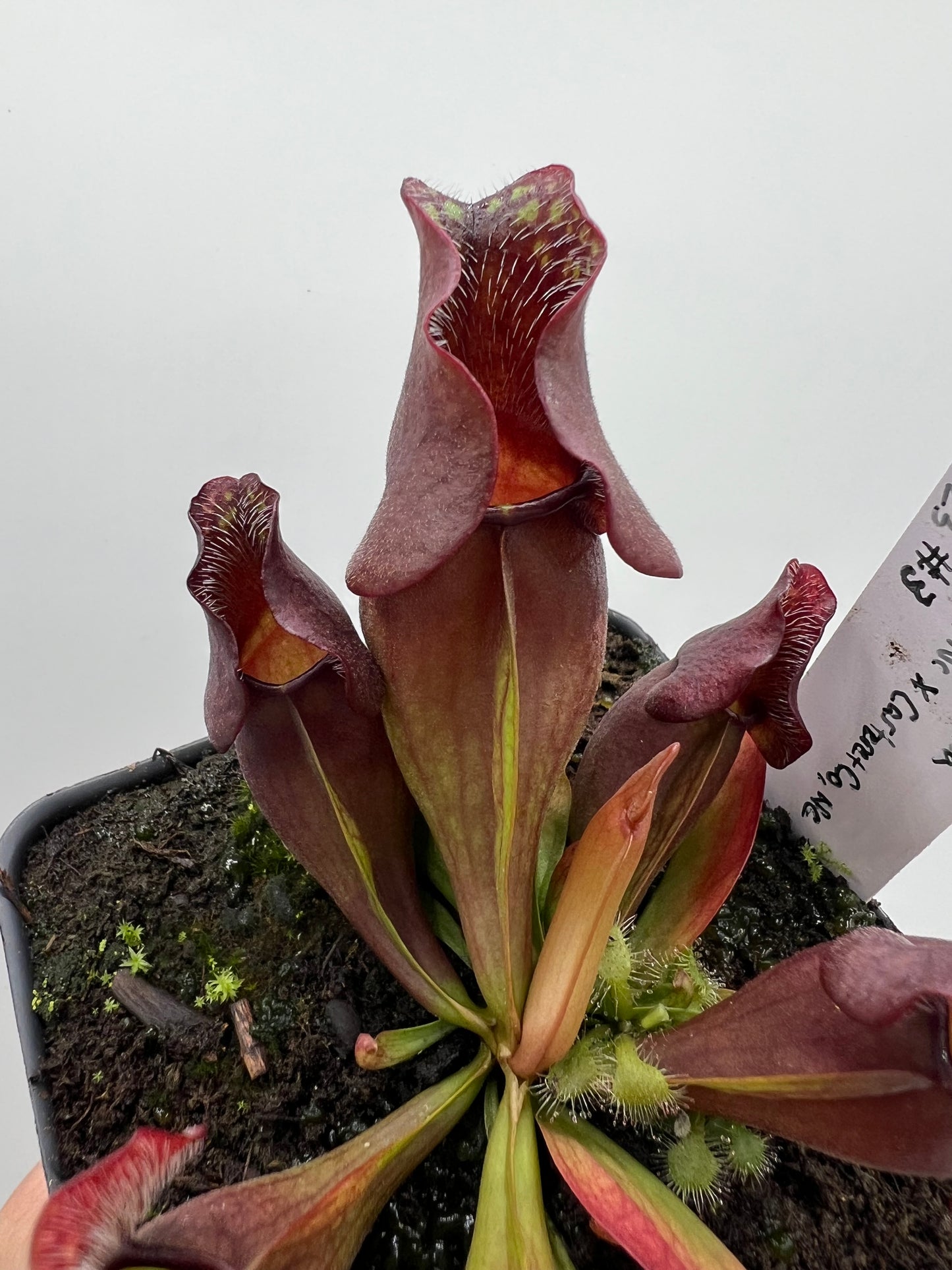 Sarracenia purpurea ssp. venosa (Brunswick Co, NC x Carteret Co, NC) - Seed Grown #3