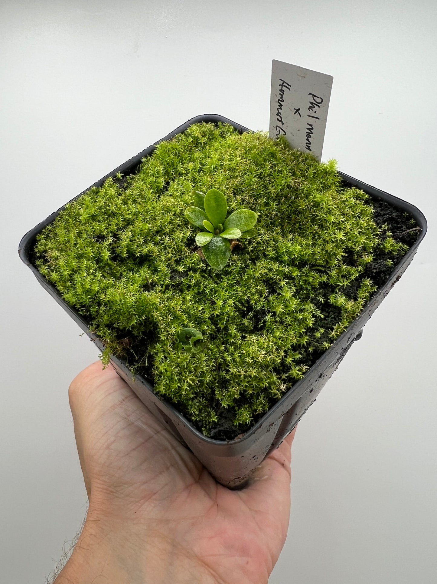 Cephalotus follicularis “Phil Mann” x “Hummers Giant”