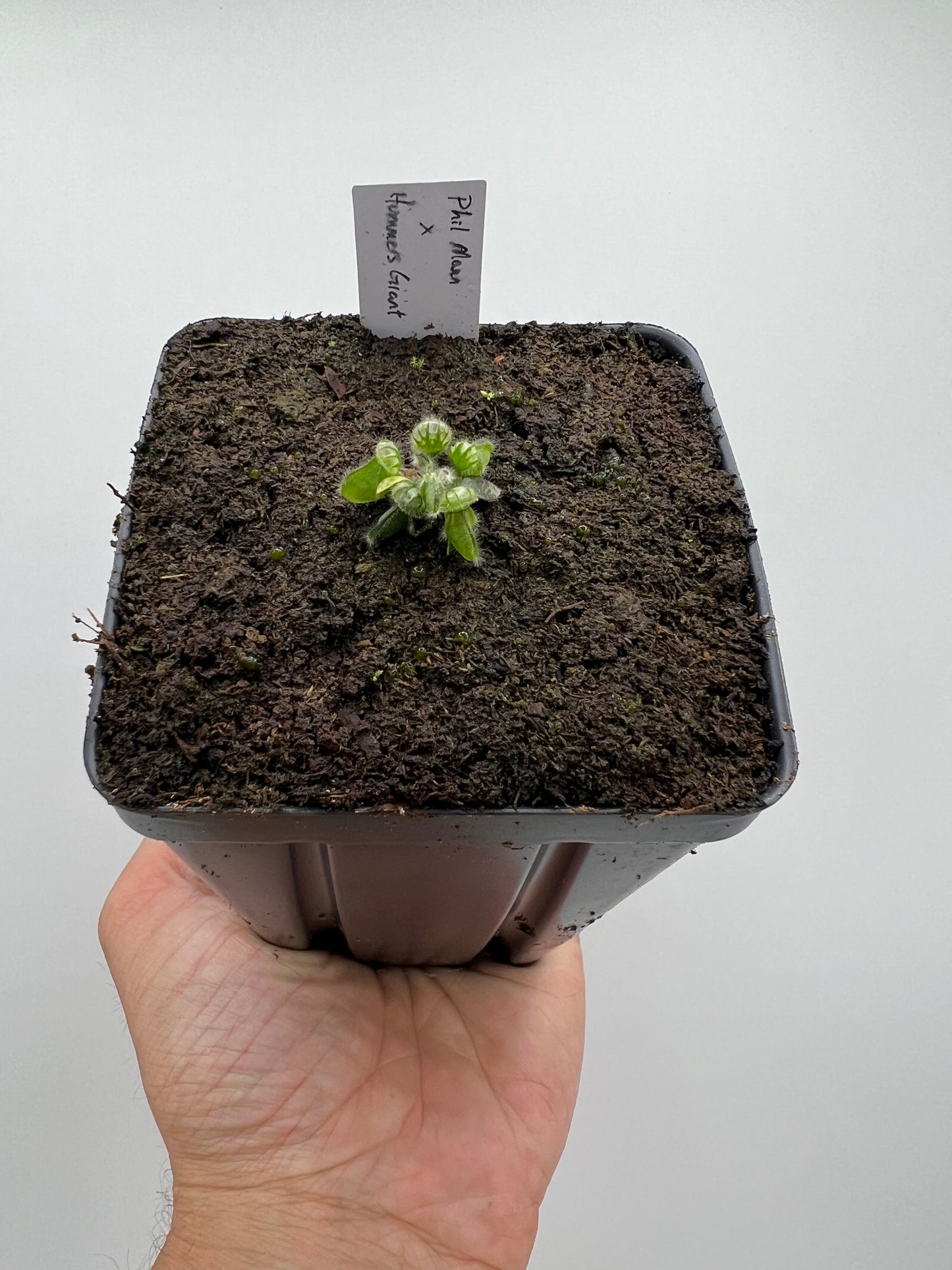 Cephalotus follicularis “Phil Mann” x “Hummers Giant”