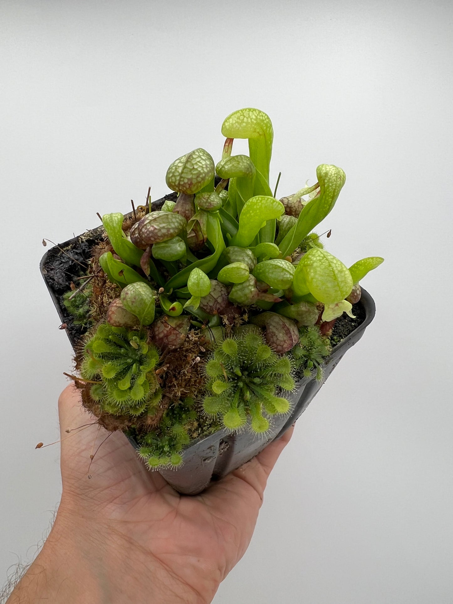 Darlingtonia californica (Cobra Pitcher Plant) - Seed Grown #199