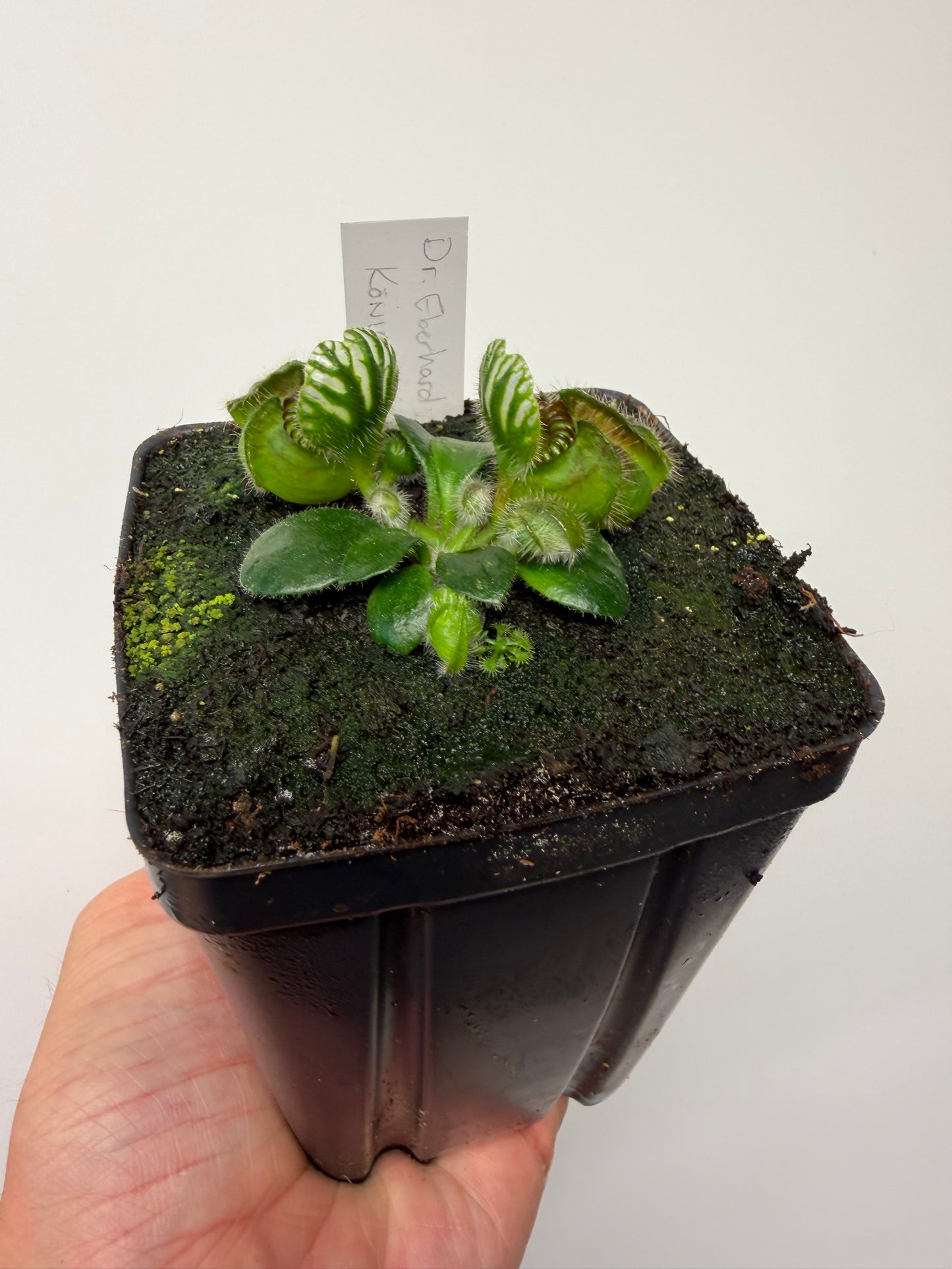 Cephalotus follicularis “Dr. Eberhard König”