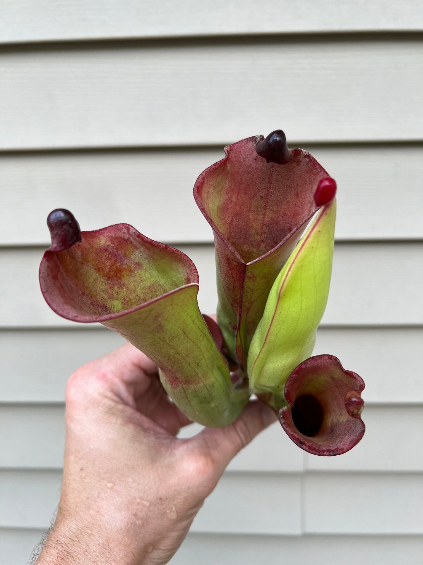 Heliamphora tatei x folliculata (California Carnivores clone) - Fresh Division (D)