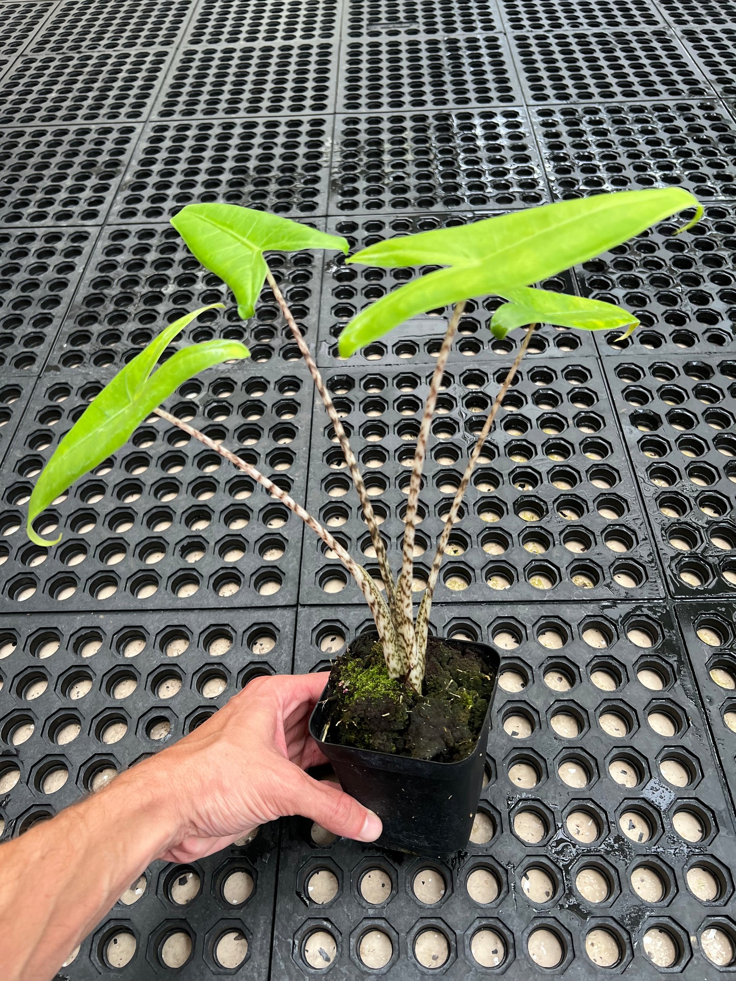 Alocasia ‘Zebrina’