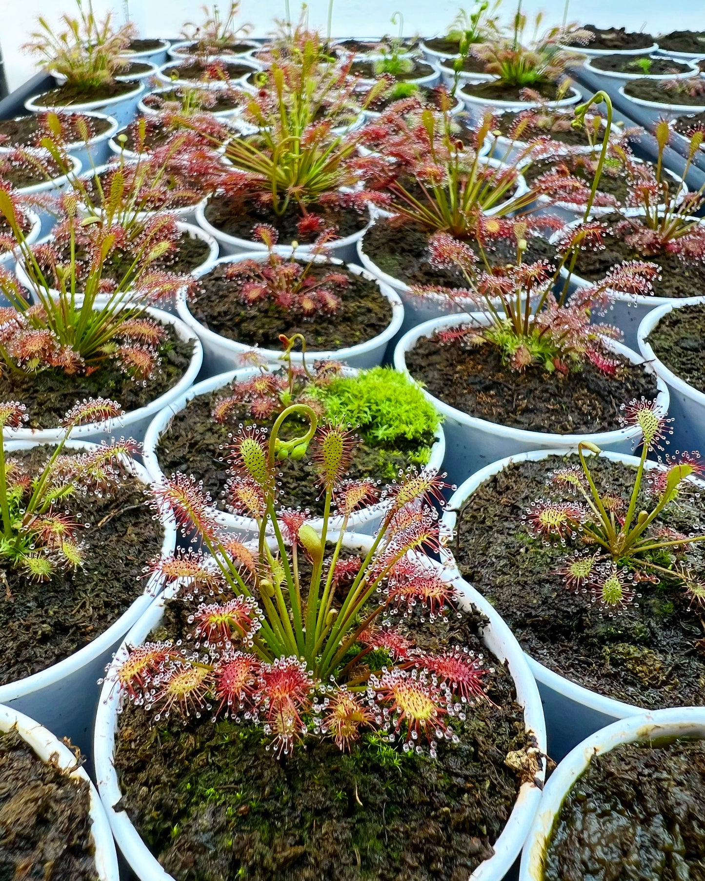 Drosera intermedia - Seed Grown, Potted
