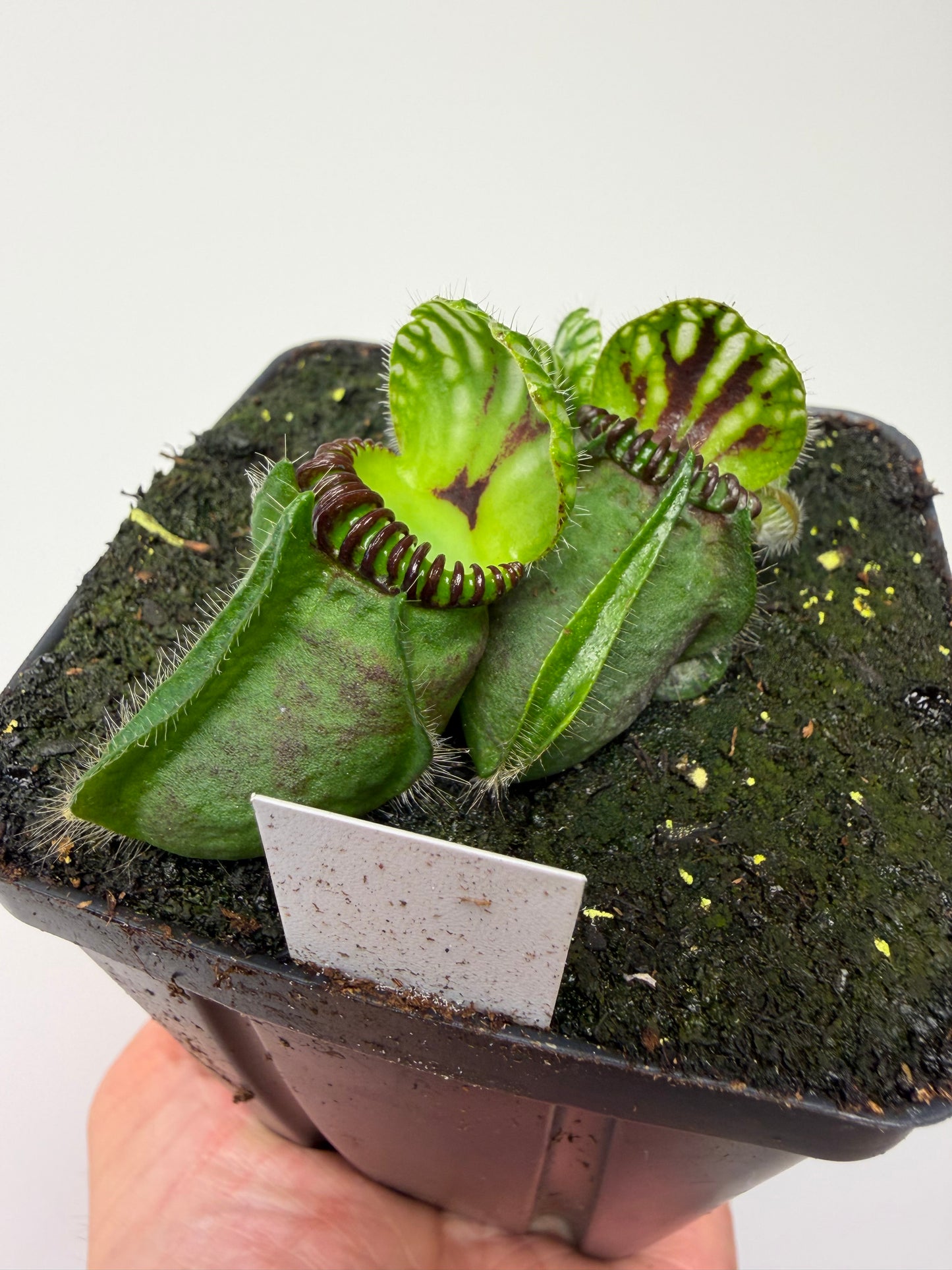 Cephalotus follicularis “Broke Inlet” (2)
