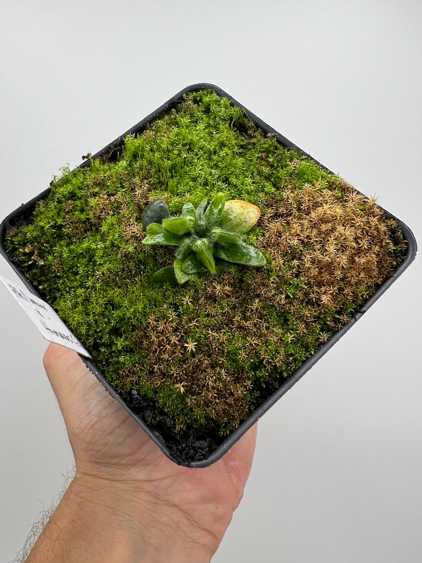 Cephalotus follicularis “Phil Mann” x “Hummers Giant”