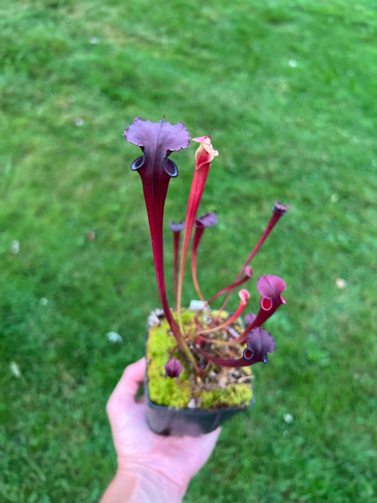 Sarracenia ‘Leah Wilkerson’ x flava var. rubricorpora (N. Liberty Co, FL)