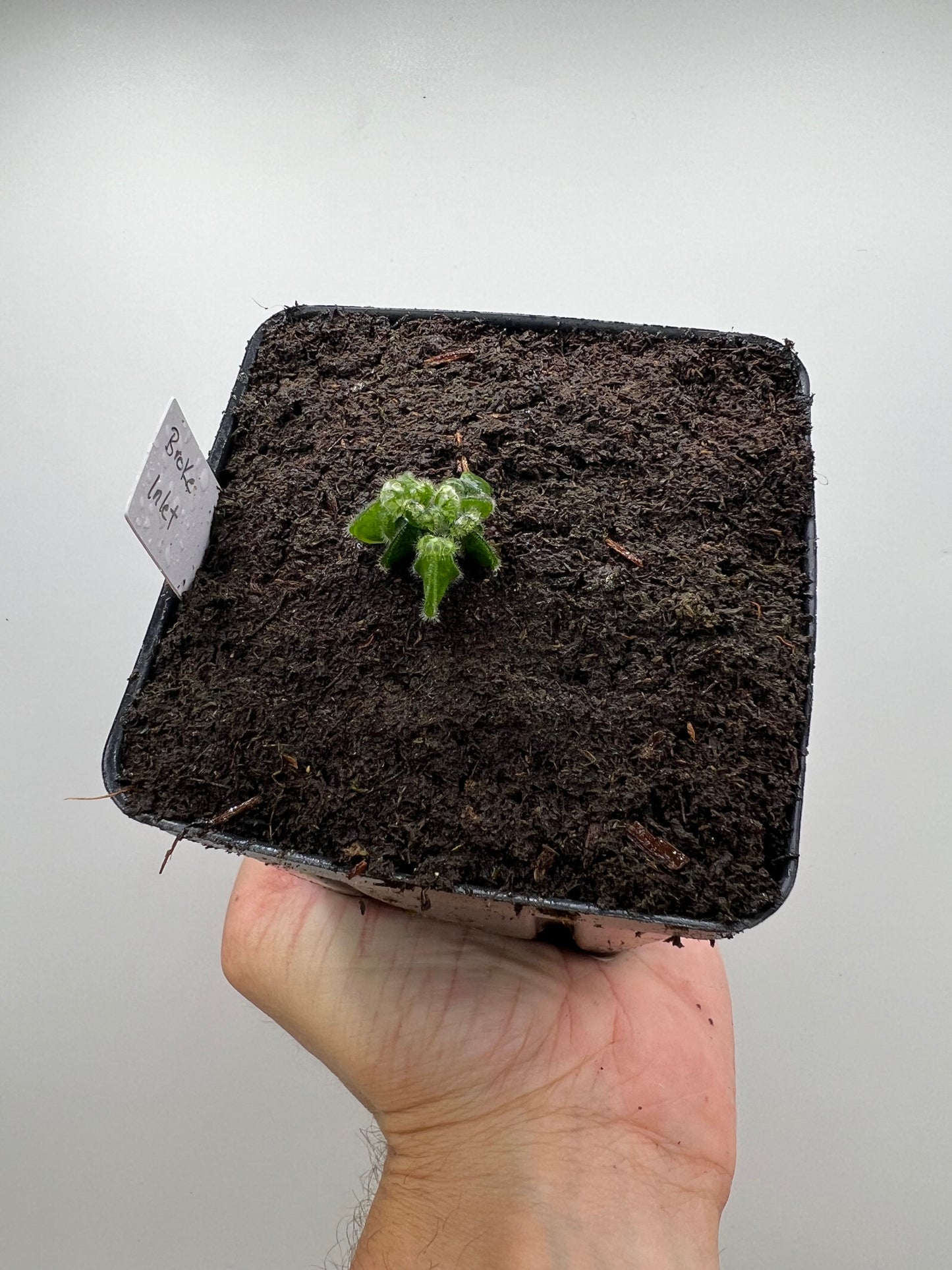 Cephalotus follicularis “Broke Inlet”