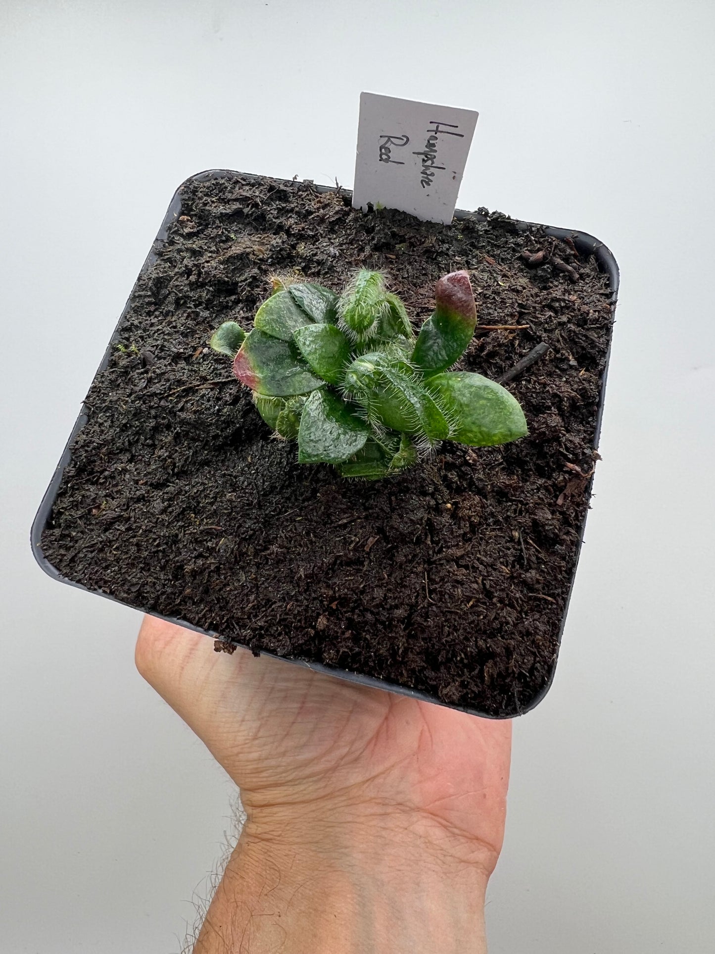 Cephalotus follicularis “Hampshire Red”