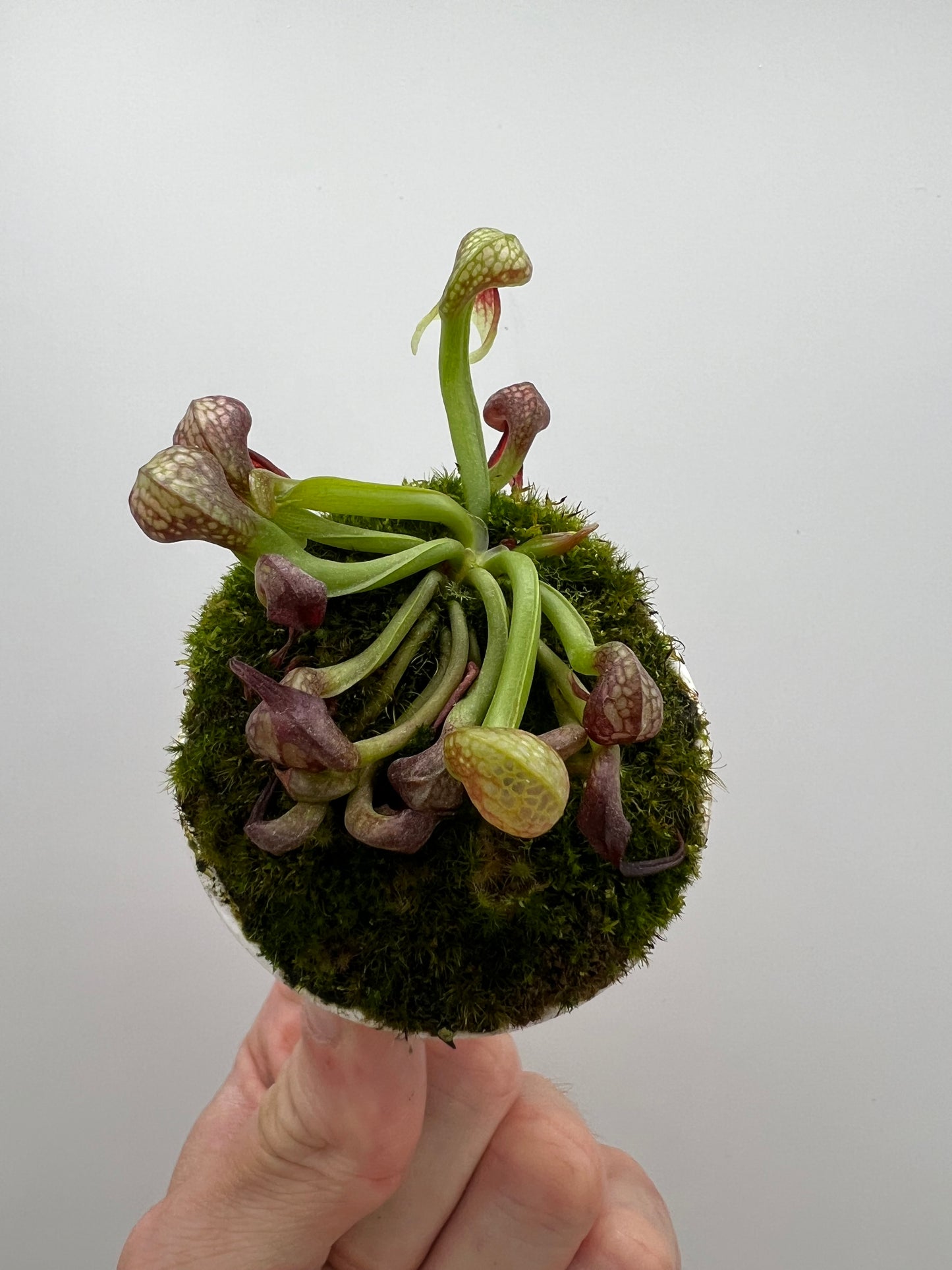 Darlingtonia californica (Cobra Pitcher Plant) - Seed Grown #194