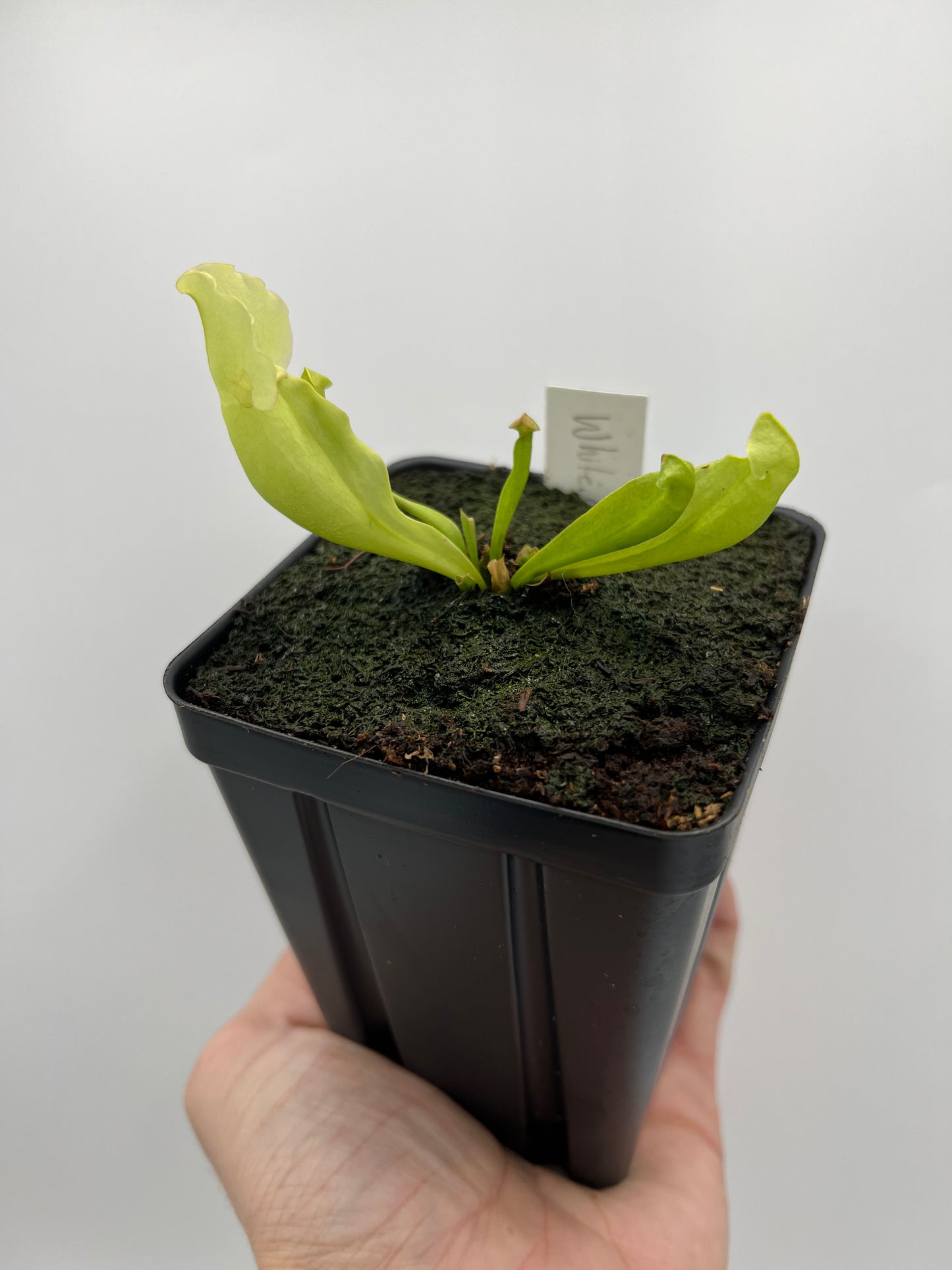 Sarracenia purpurea ssp. venosa “White Ghost” - Araflora