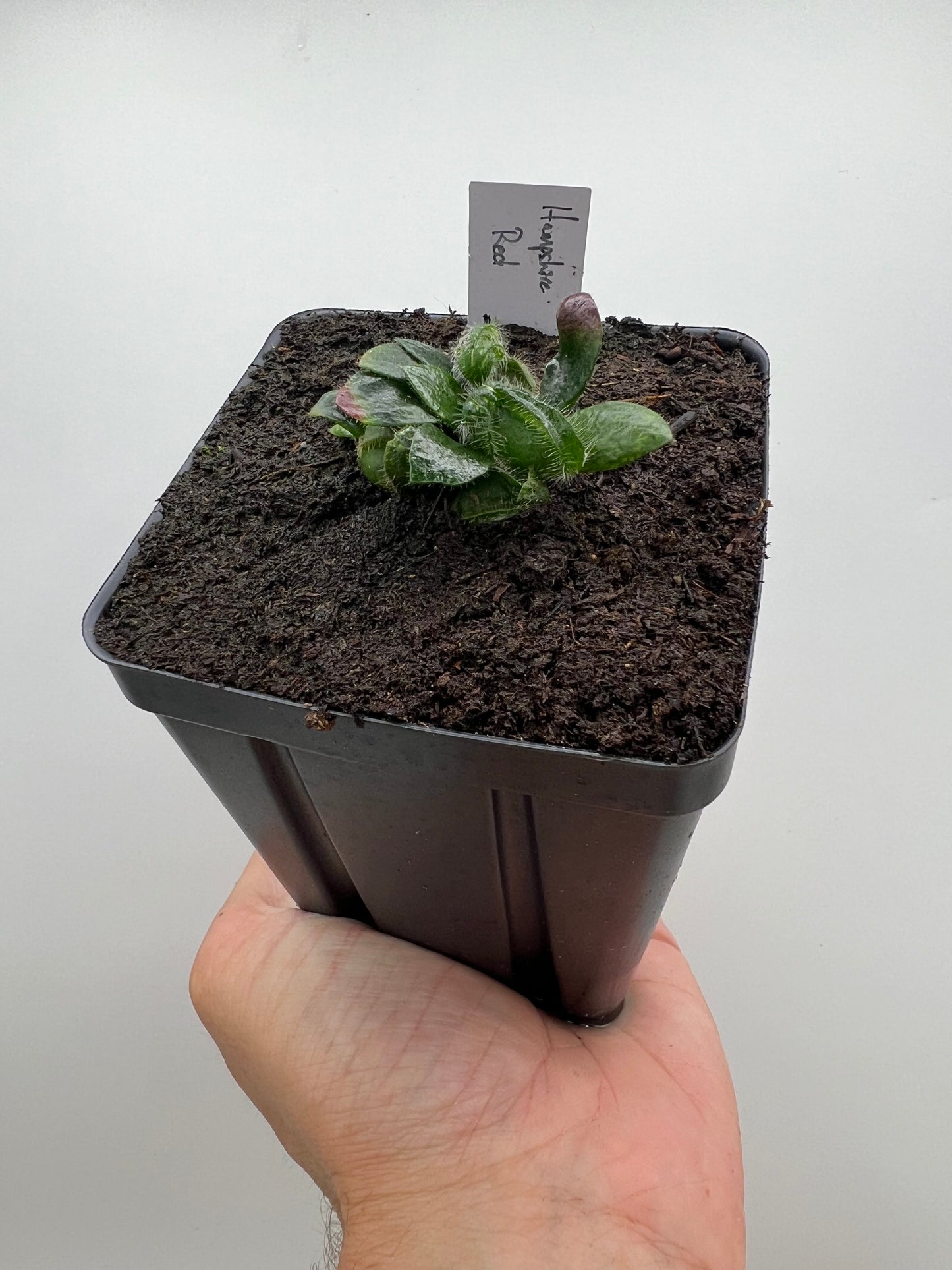 Cephalotus follicularis “Hampshire Red”