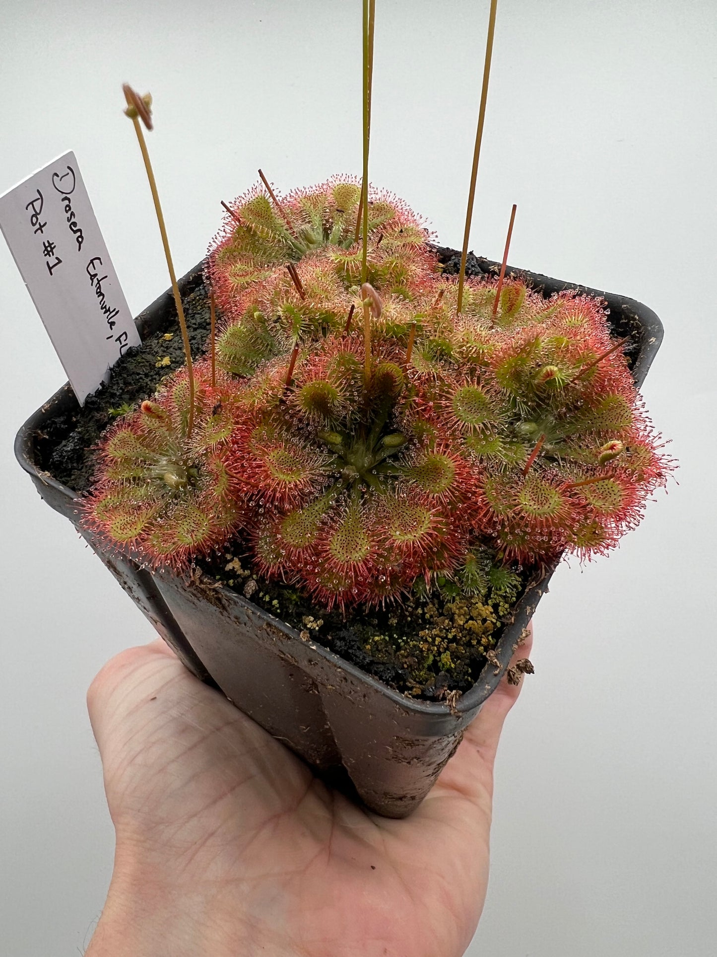 Drosera “Eatonville, FL” - Pot #1