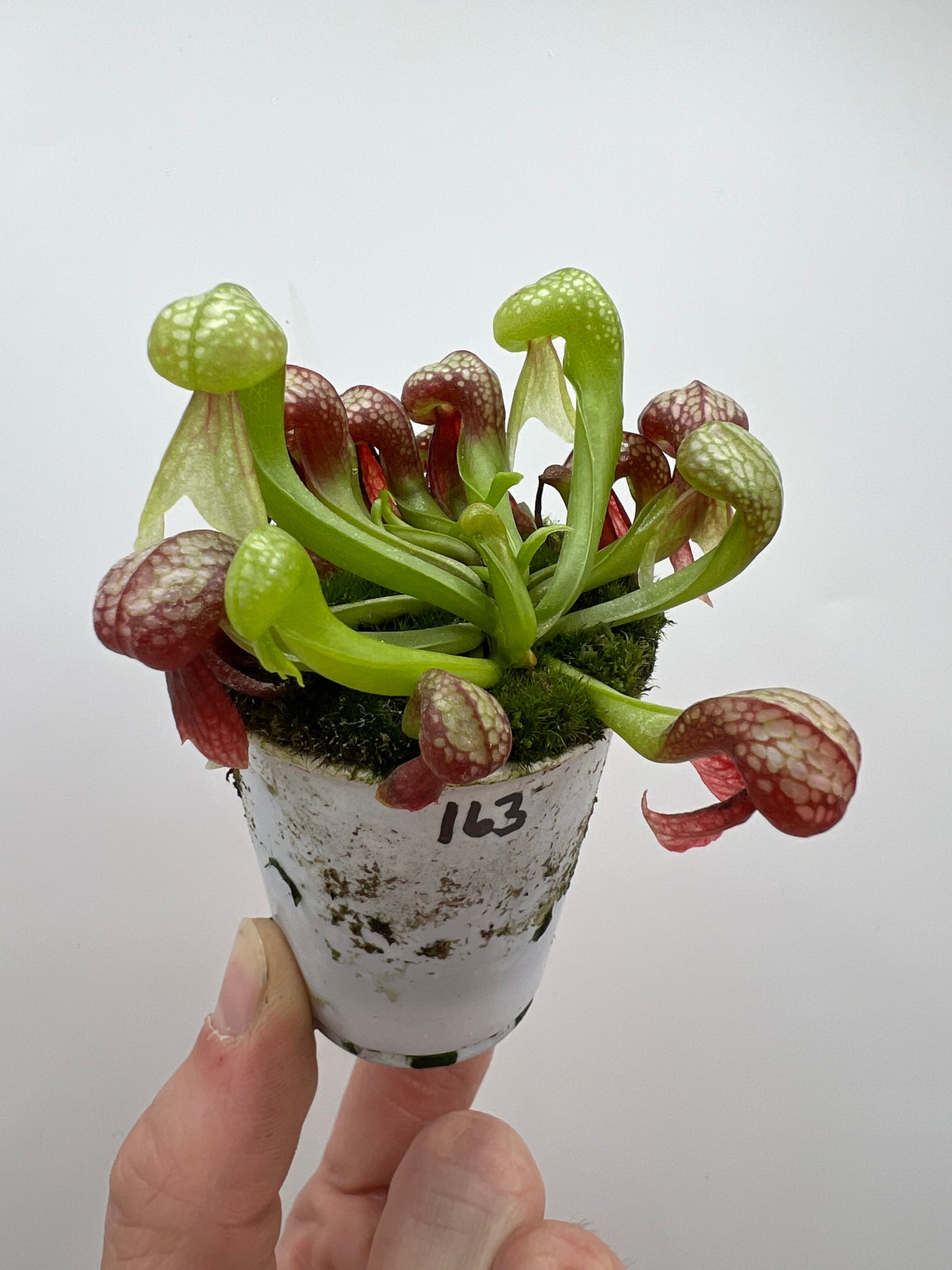 Darlingtonia californica (Cobra Pitcher Plant) - Seed Grown #163