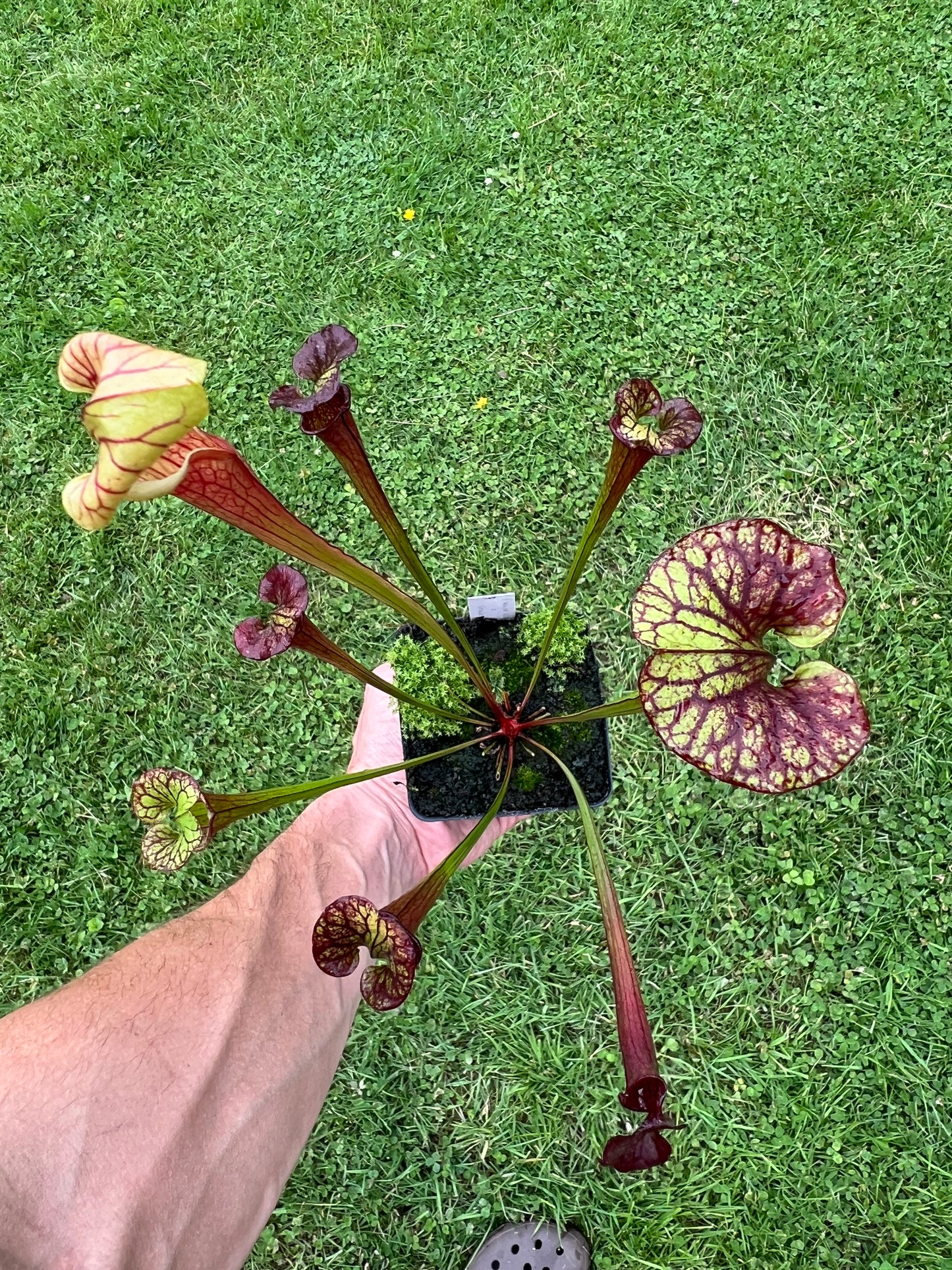 Sarracenia flava var. rubricorpora x “Strawberry Milkshake” - Seed Grown #7