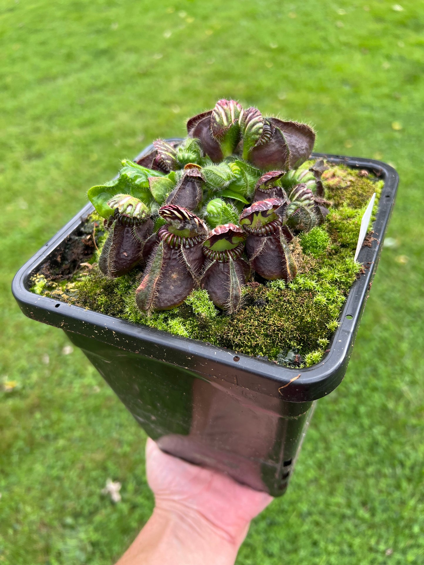 Cephalotus follicularis “Thomas Carow”