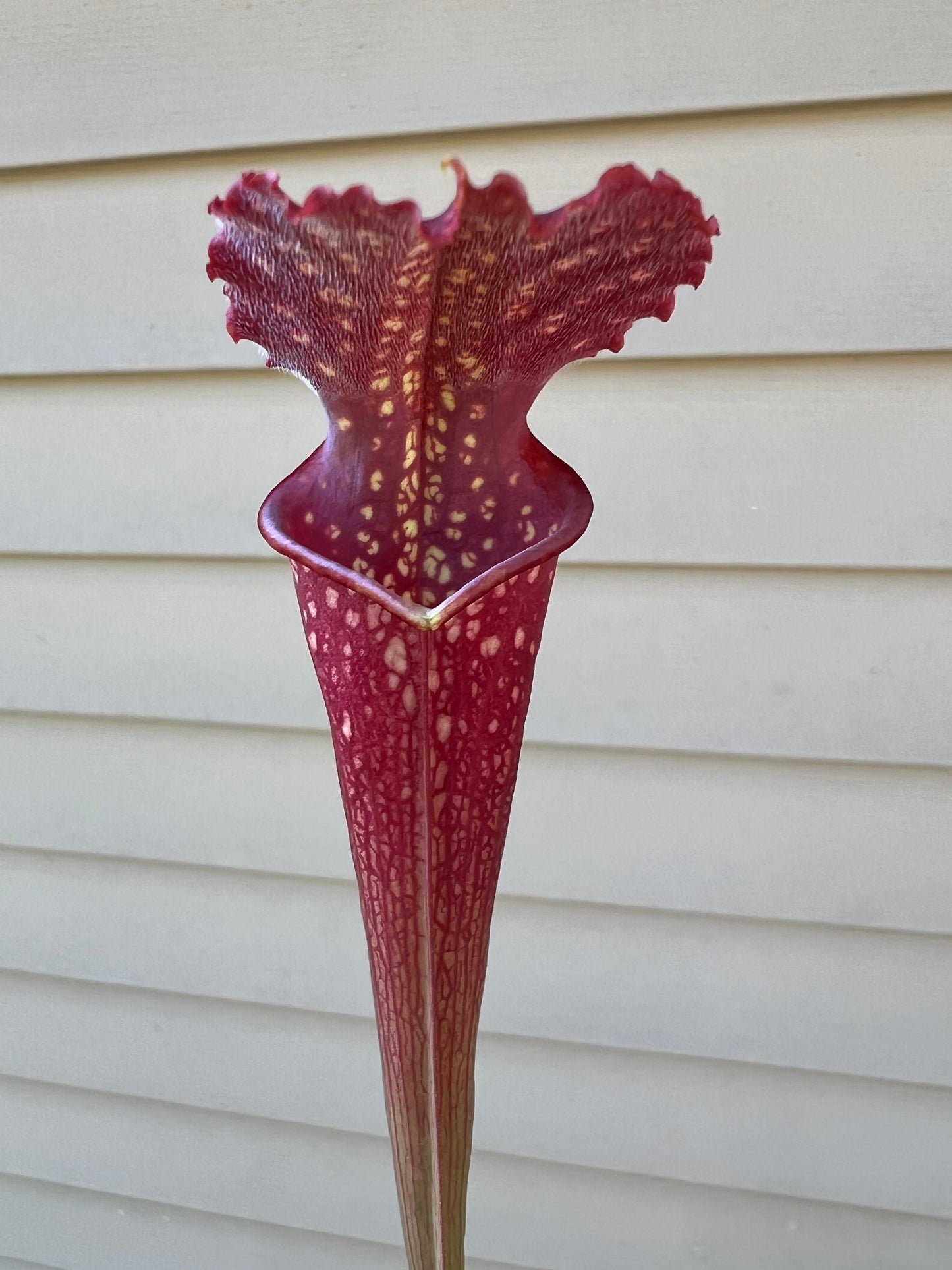 Sarracenia ‘The Kraken’ x ‘Leviathan’ - Seed Grown #1