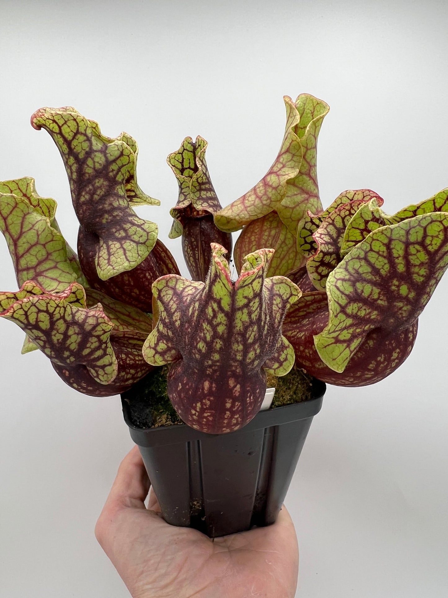 Sarracenia purpurea ssp. venosa “Little Carnivores” - Seed Grown #27