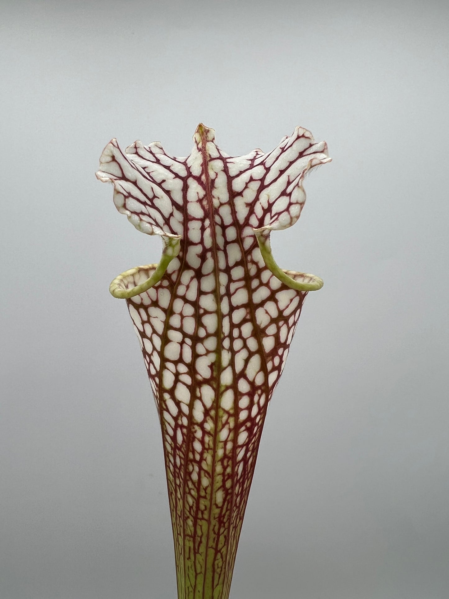 Sarracenia “Hawaiian Ice” x ‘Dragon Queen’ - Seed Grown #7