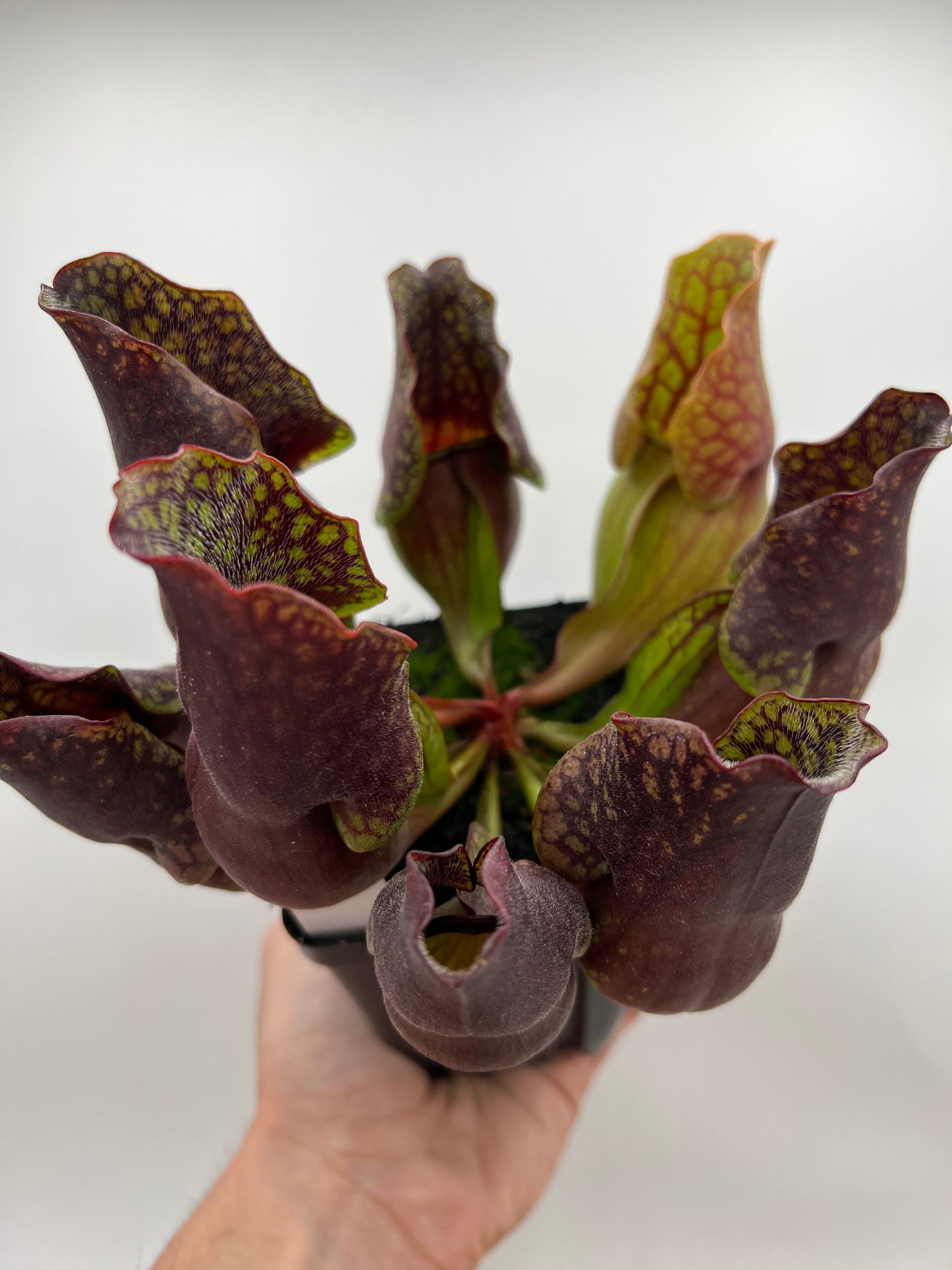 Sarracenia purpurea ssp. purpurea (Centre Co, PA) - Seed Grown #110