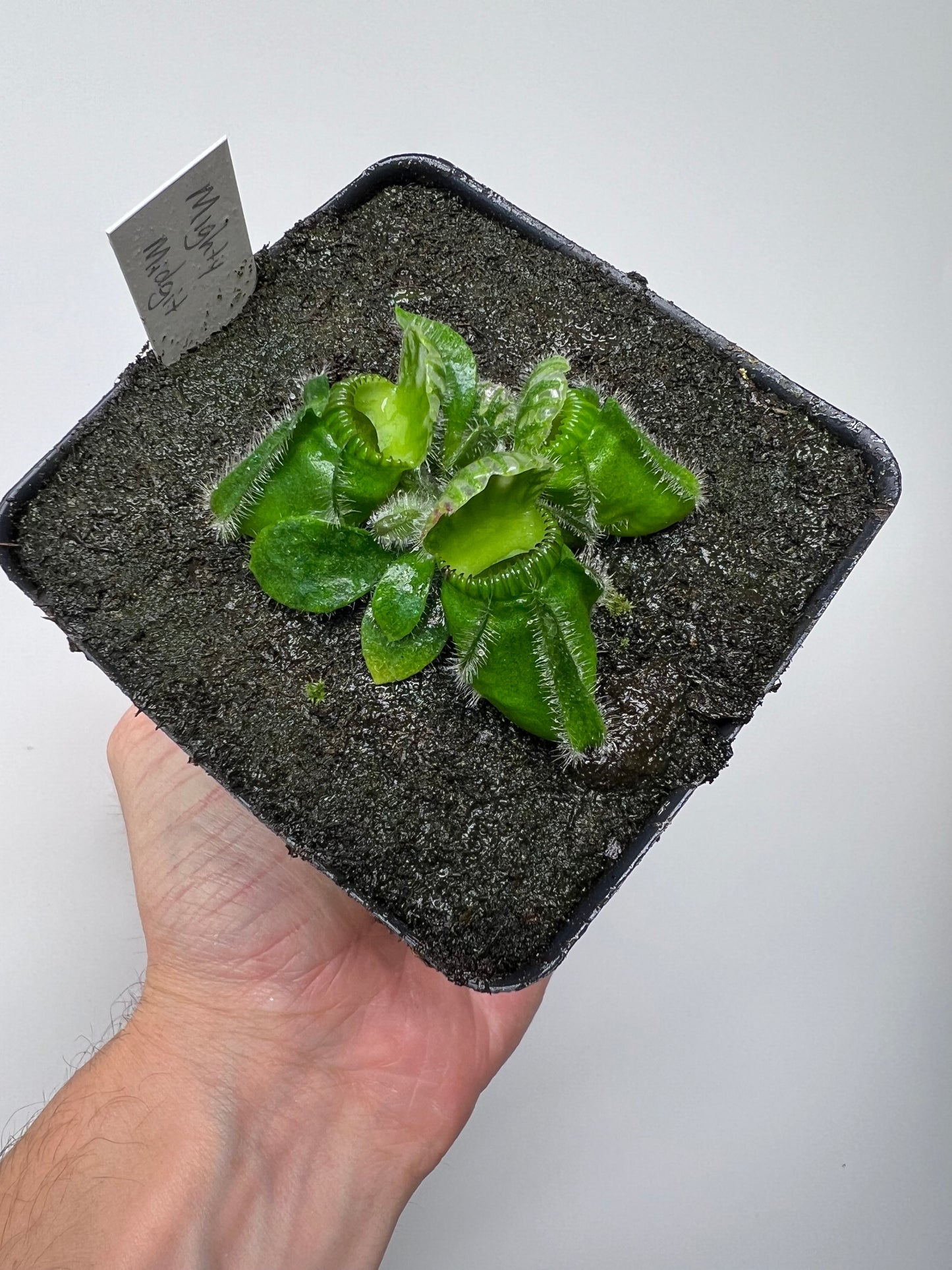Cephalotus follicularis “Mighty Midget” - *Rare*