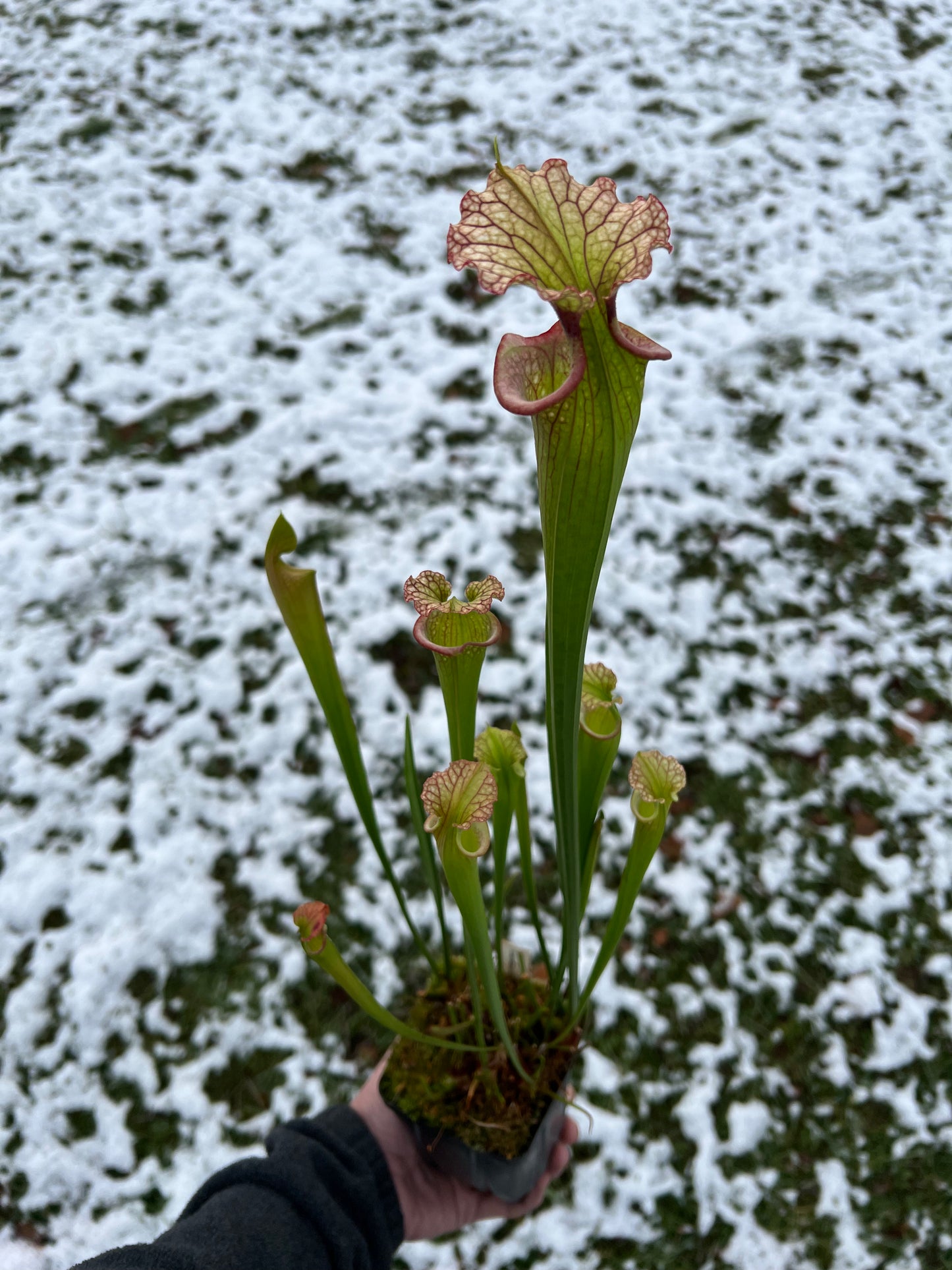 Sarracenia ‘Leah Wilkerson’ x ‘Adrian Slack’