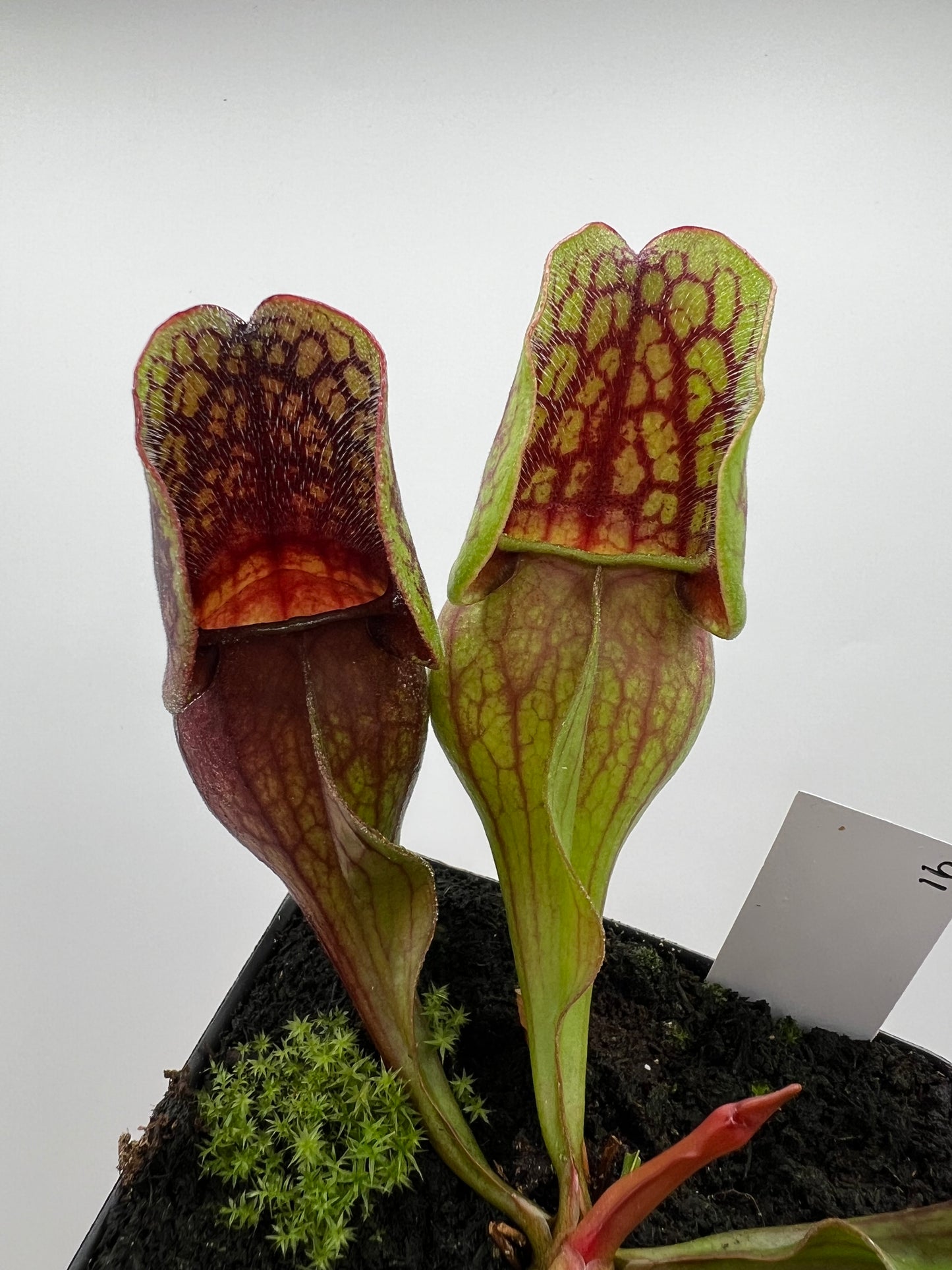 Sarracenia purpurea ssp. purpurea (Centre Co, PA) - Seed Grown #91