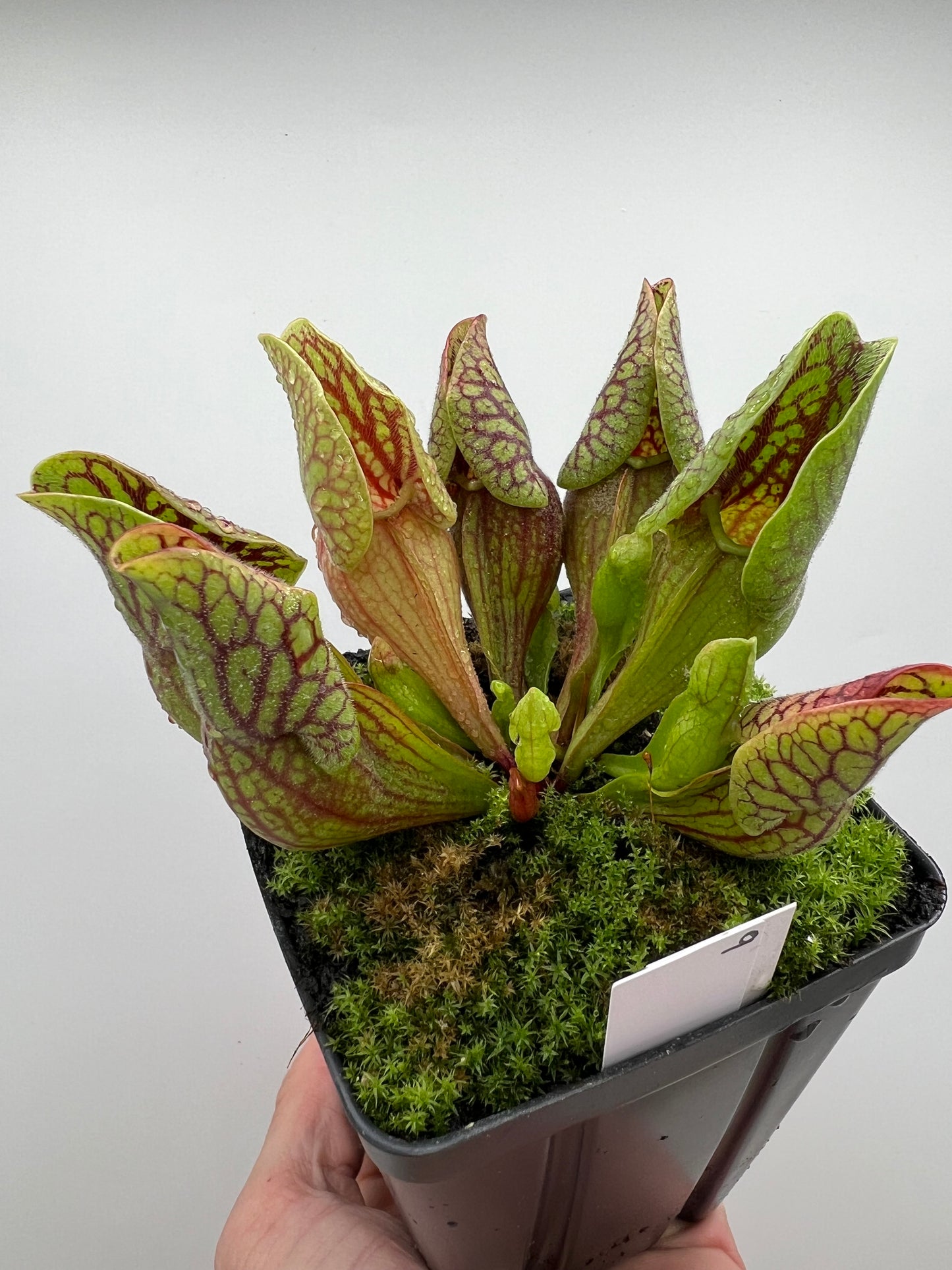 Sarracenia purpurea var. montana (Transylvania Co, NC) - Seed Grown #9