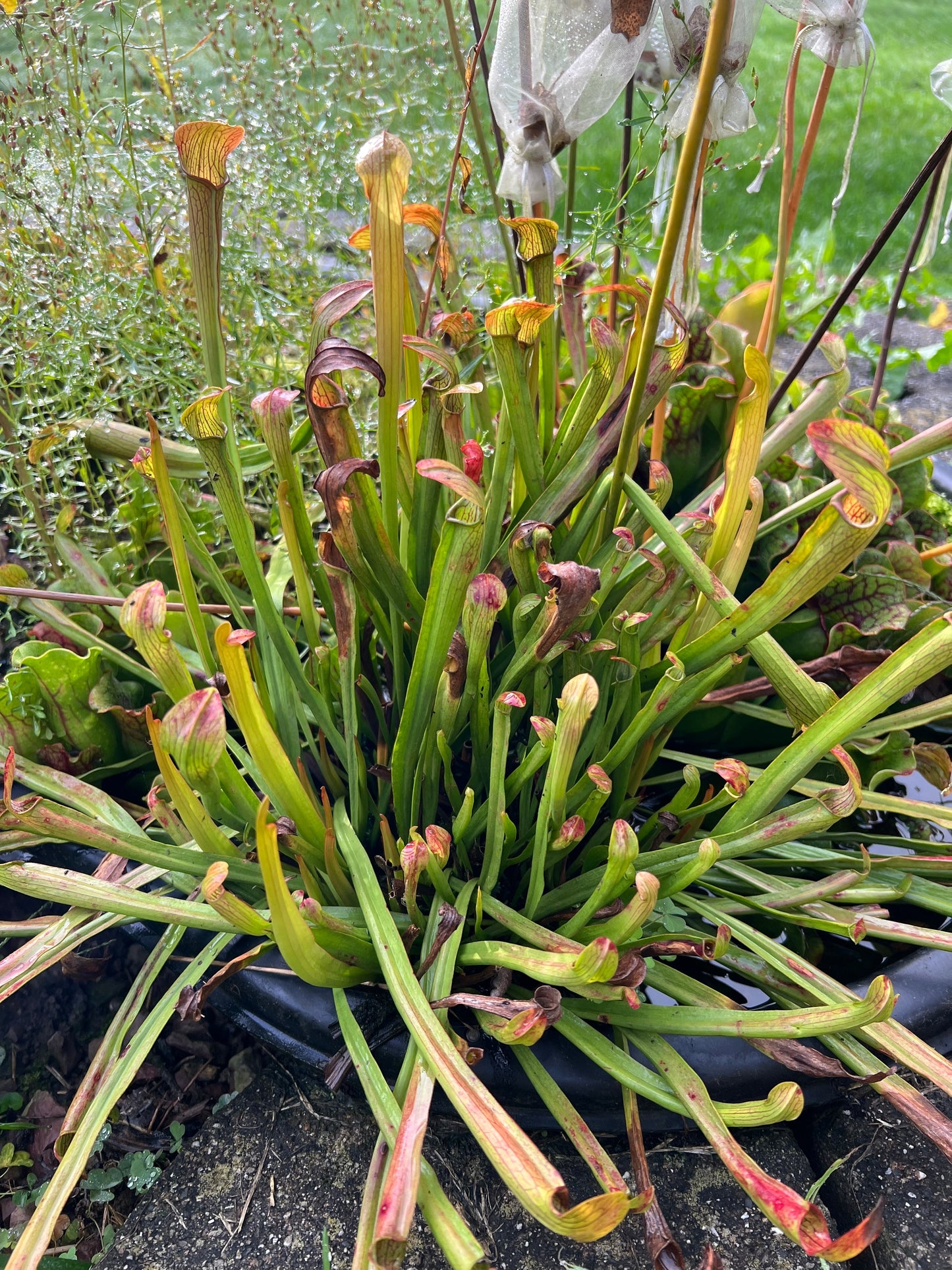 Sarracenia rubra ssp. rubra - Seed Grown