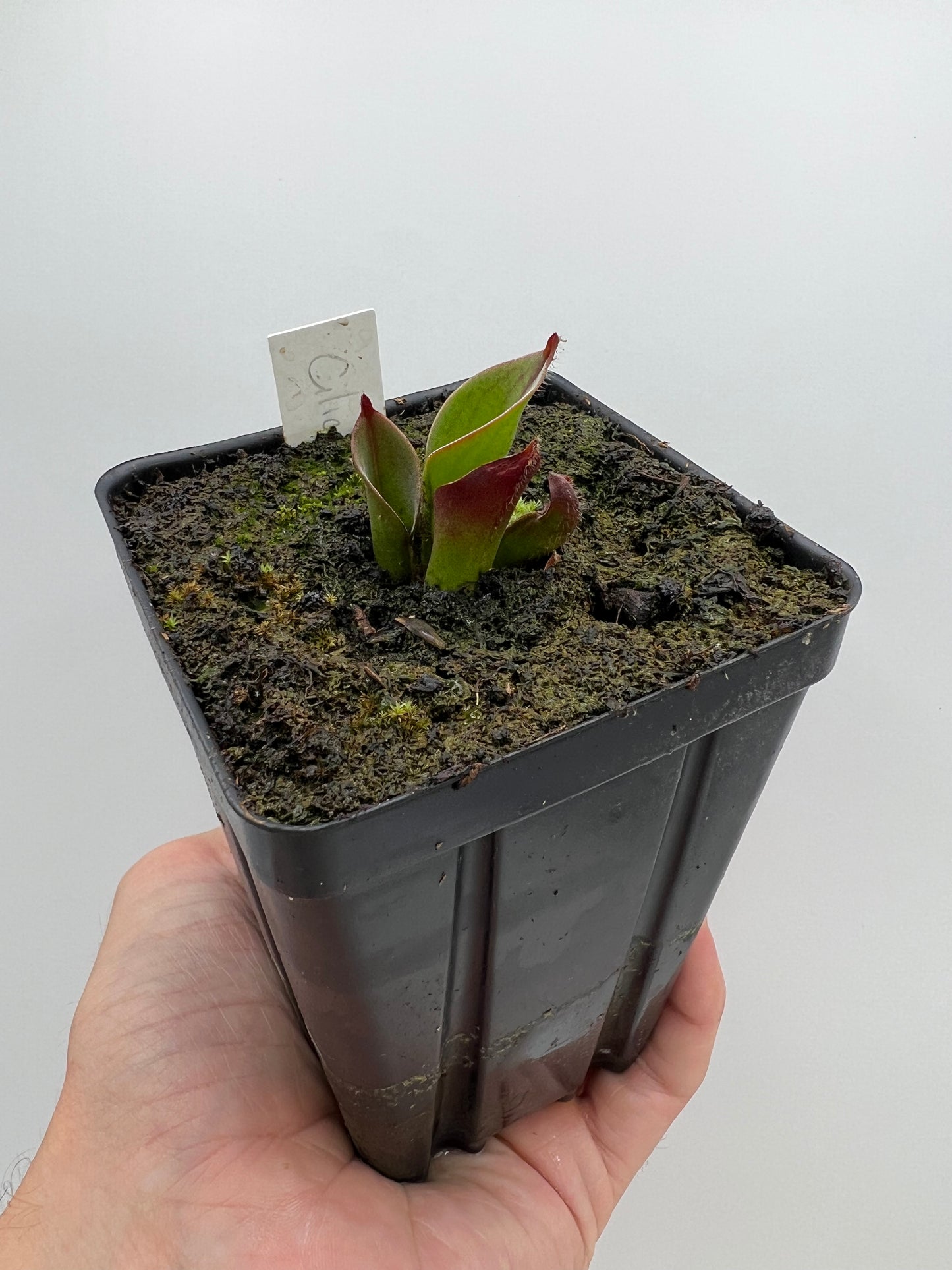 Heliamphora ciliata