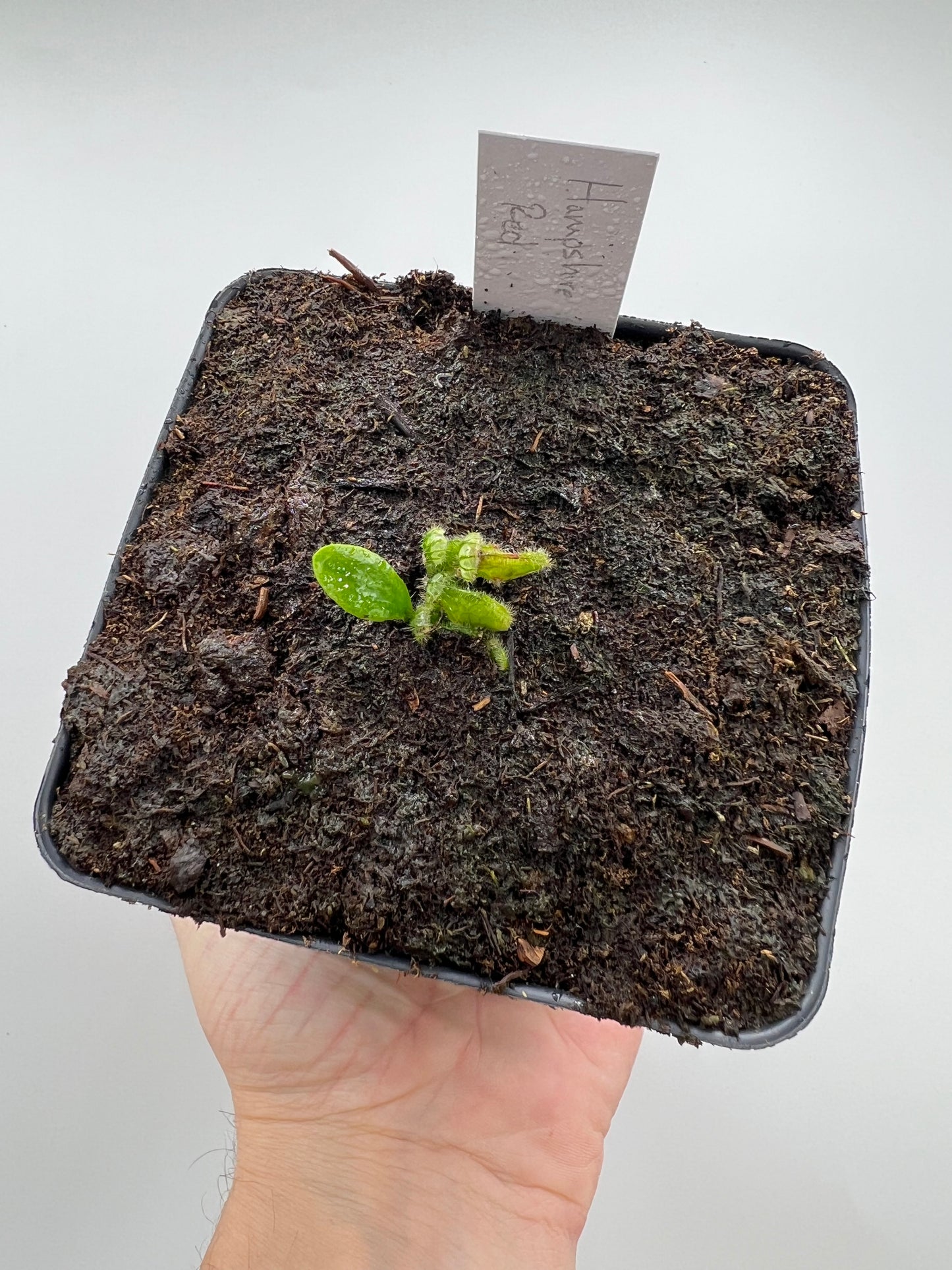 Cephalotus follicularis “Hampshire Red”