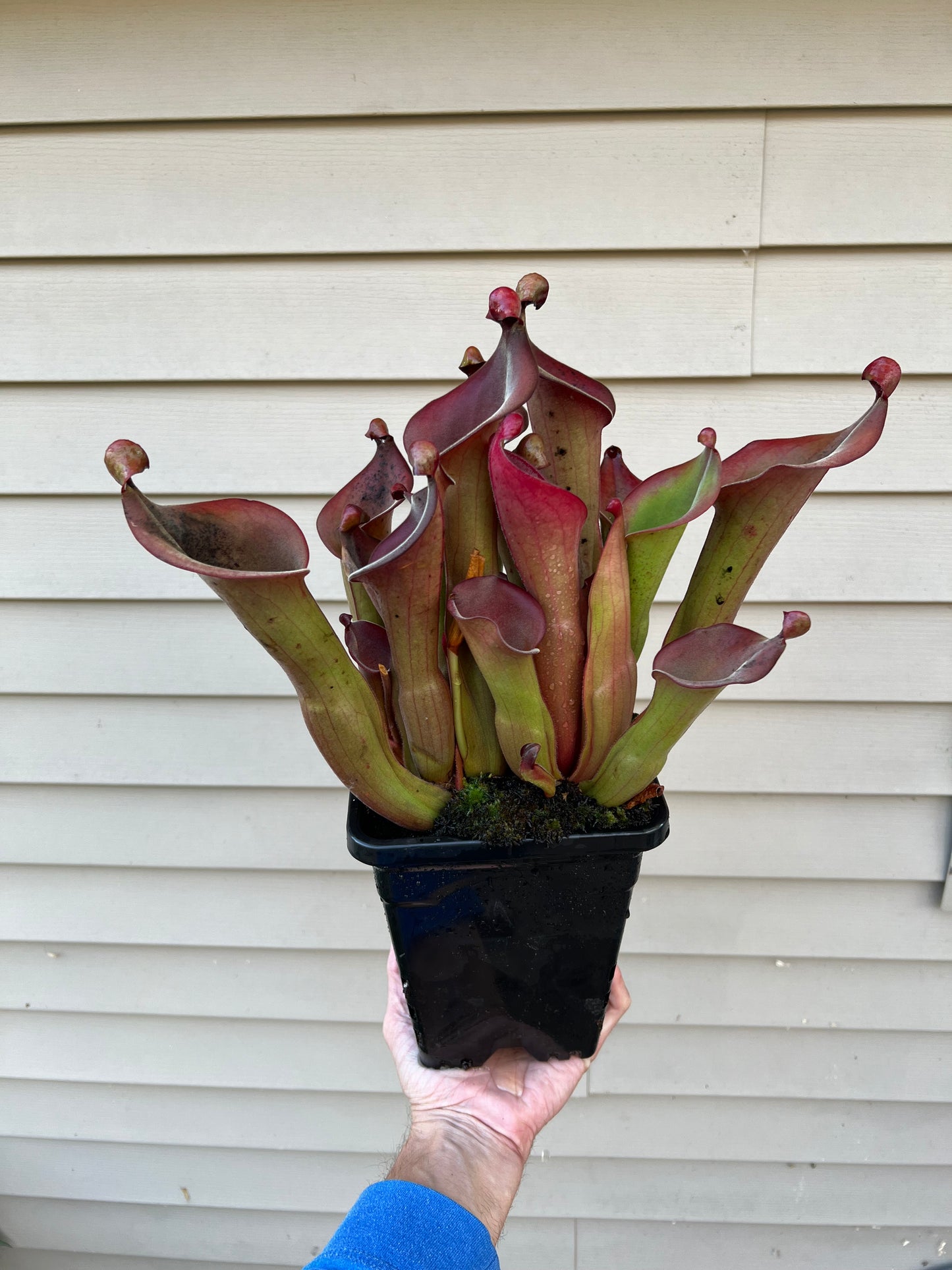 Heliamphora “Nutans Giant” x (tatei x folliculata) SG 8.14.19 LC1 - Division D