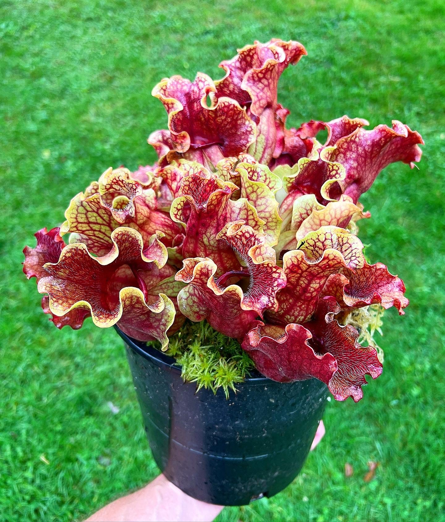Sarracenia purpurea “Rufflestiltskin”
