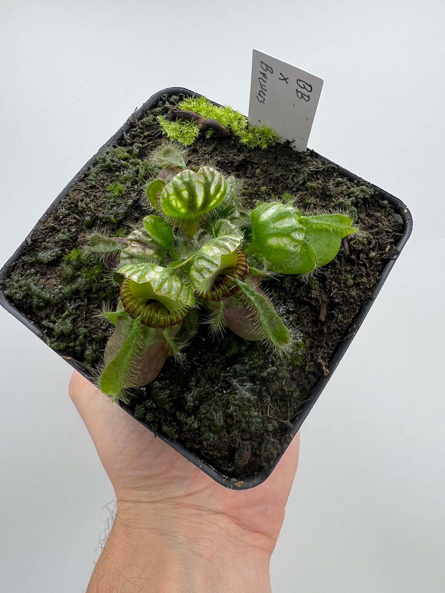 Cephalotus follicularis “Brewers Beauty” x “Brewers”