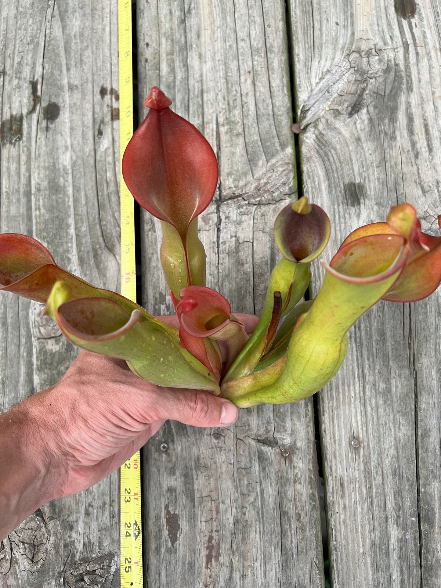 Heliamphora “Nutans Giant”