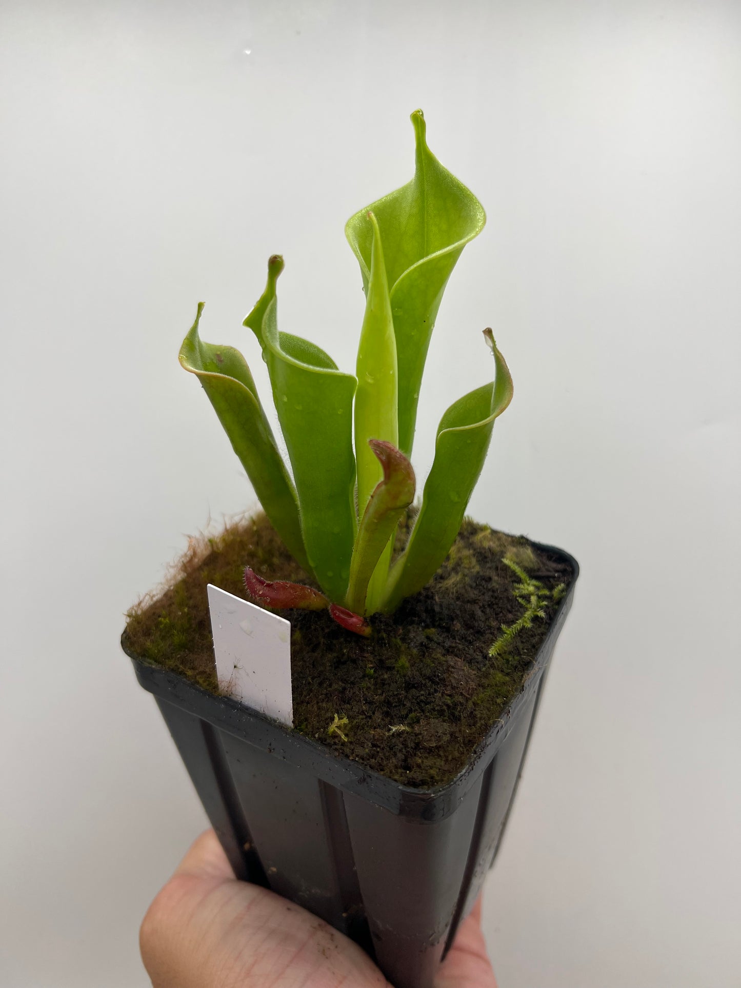 Heliamphora tatei (Cerro Duida)