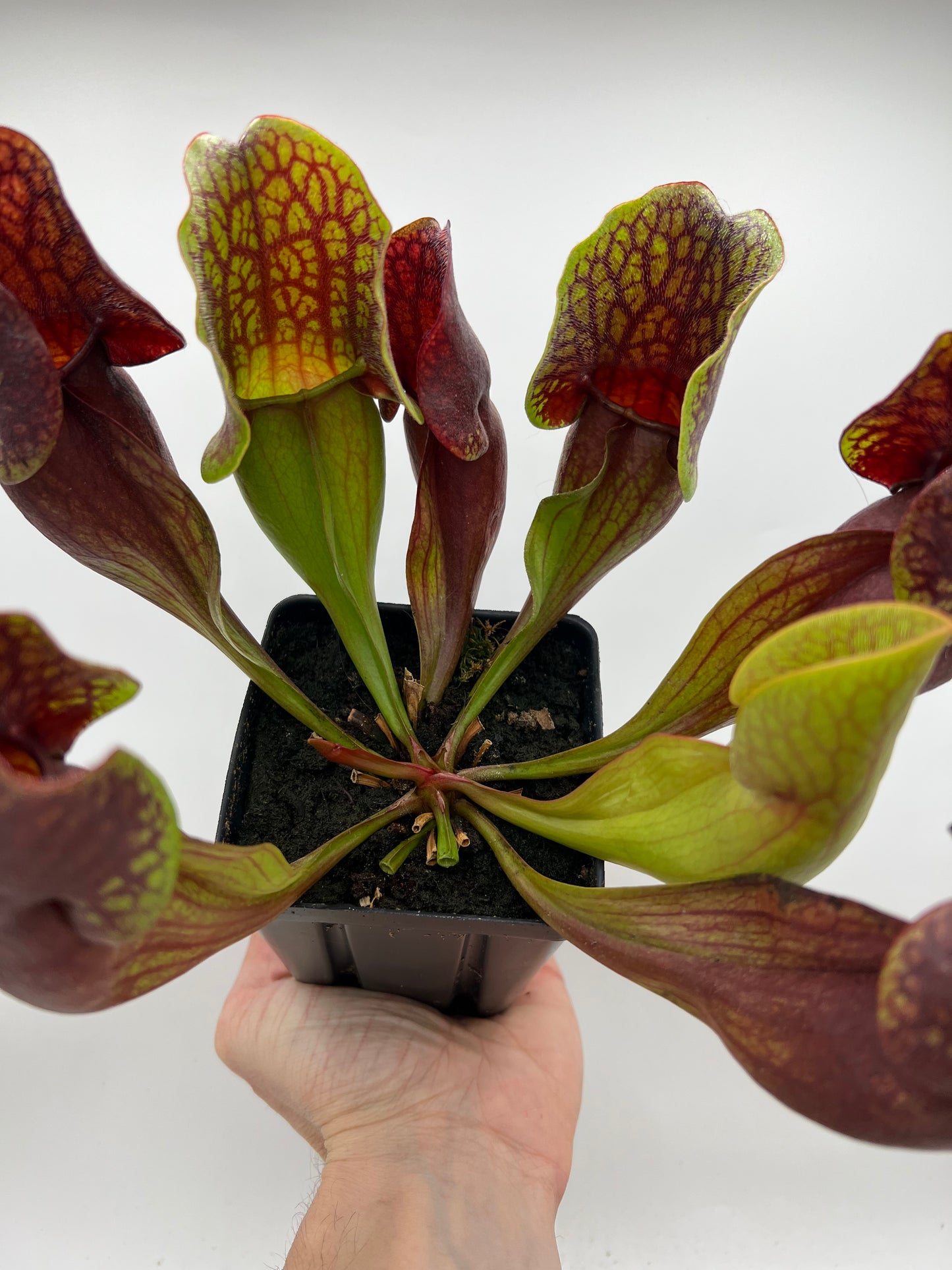 Sarracenia purpurea ssp. purpurea (Centre Co, PA) - Seed Grown #93