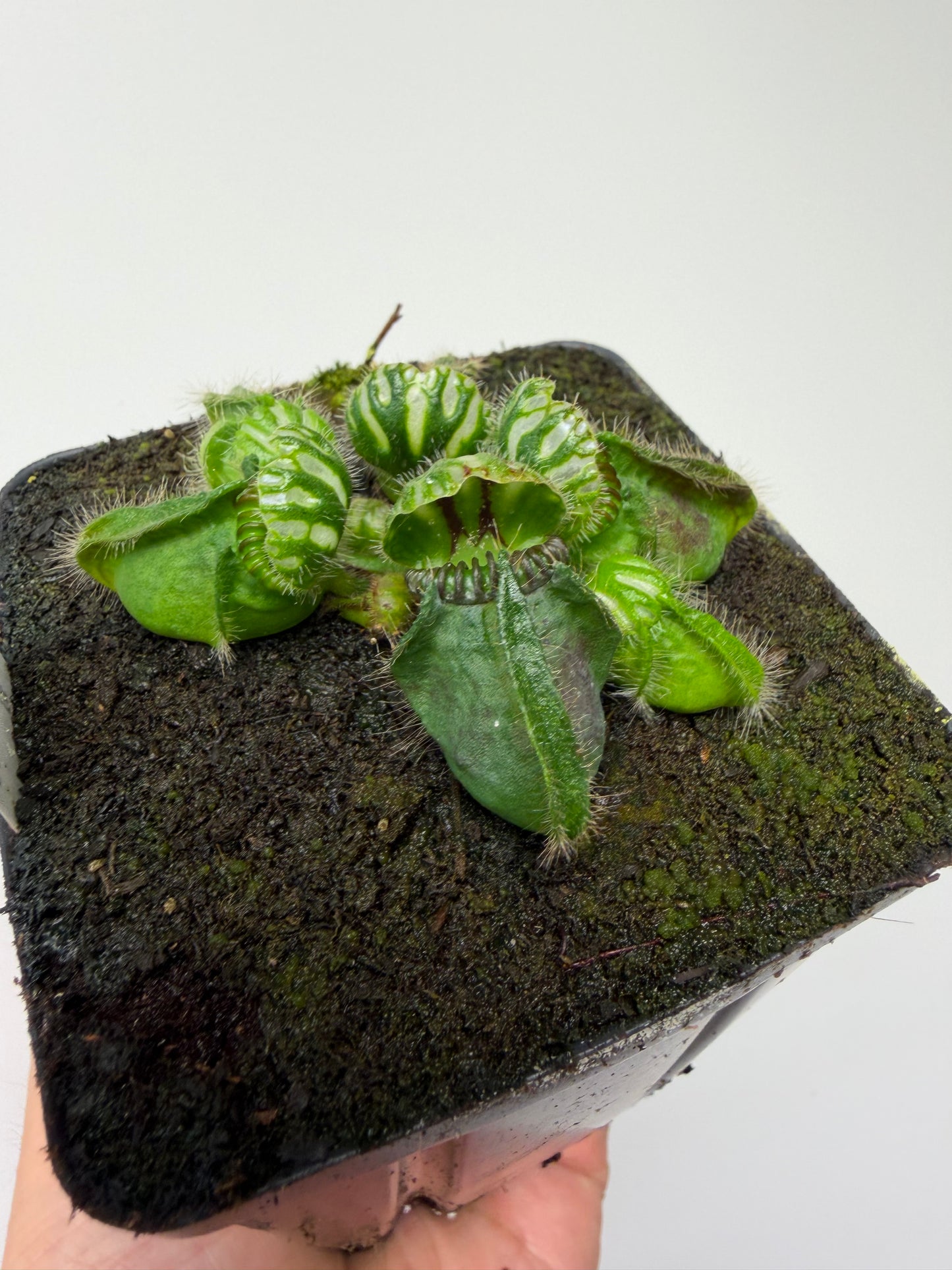 Cephalotus follicularis “Brewers Beauty” x “Brewers”