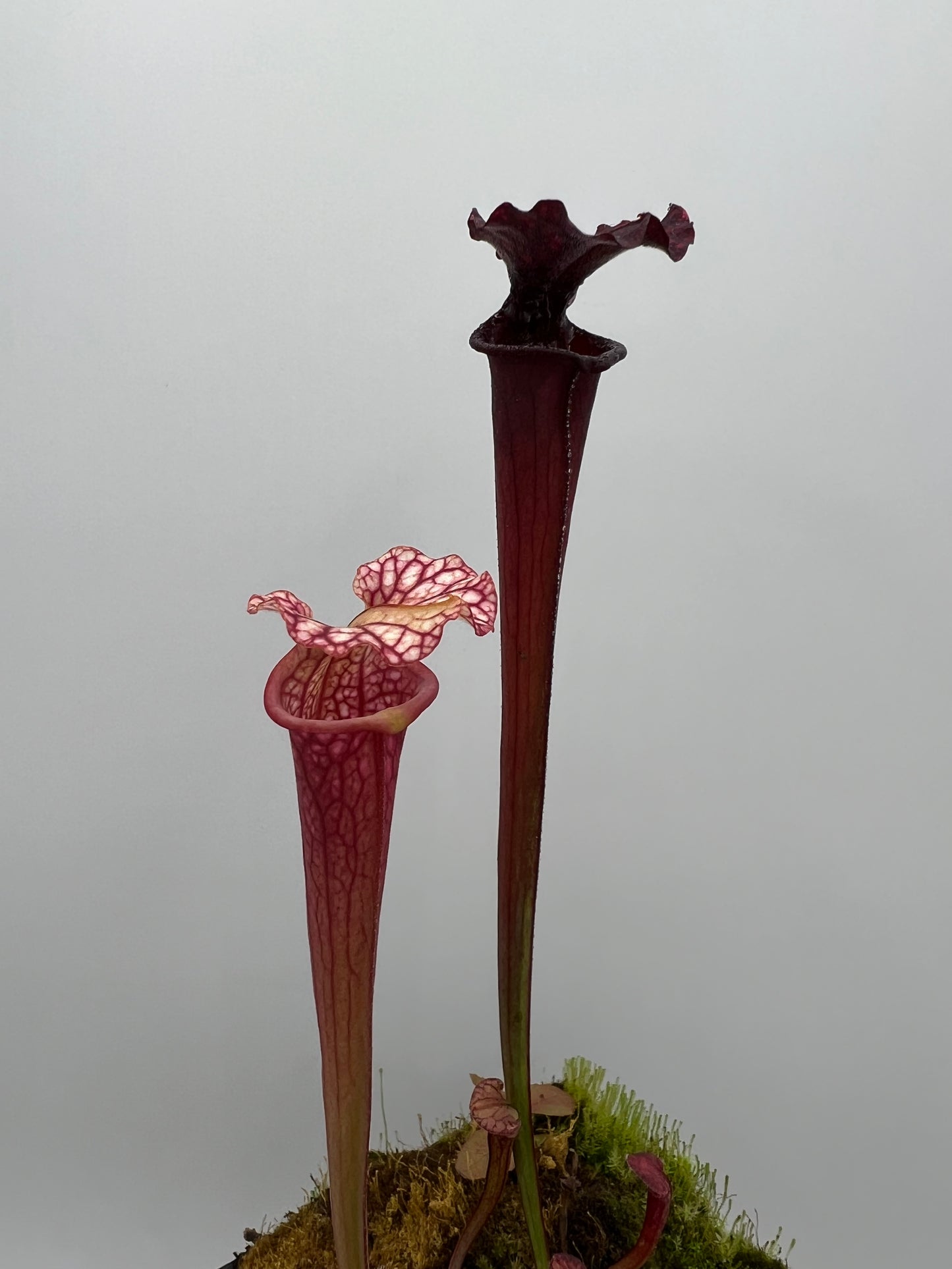 Sarracenia ‘Purple Lips’ x flava var. rubricorpora (Liberty Co, FL) - Seed Grown