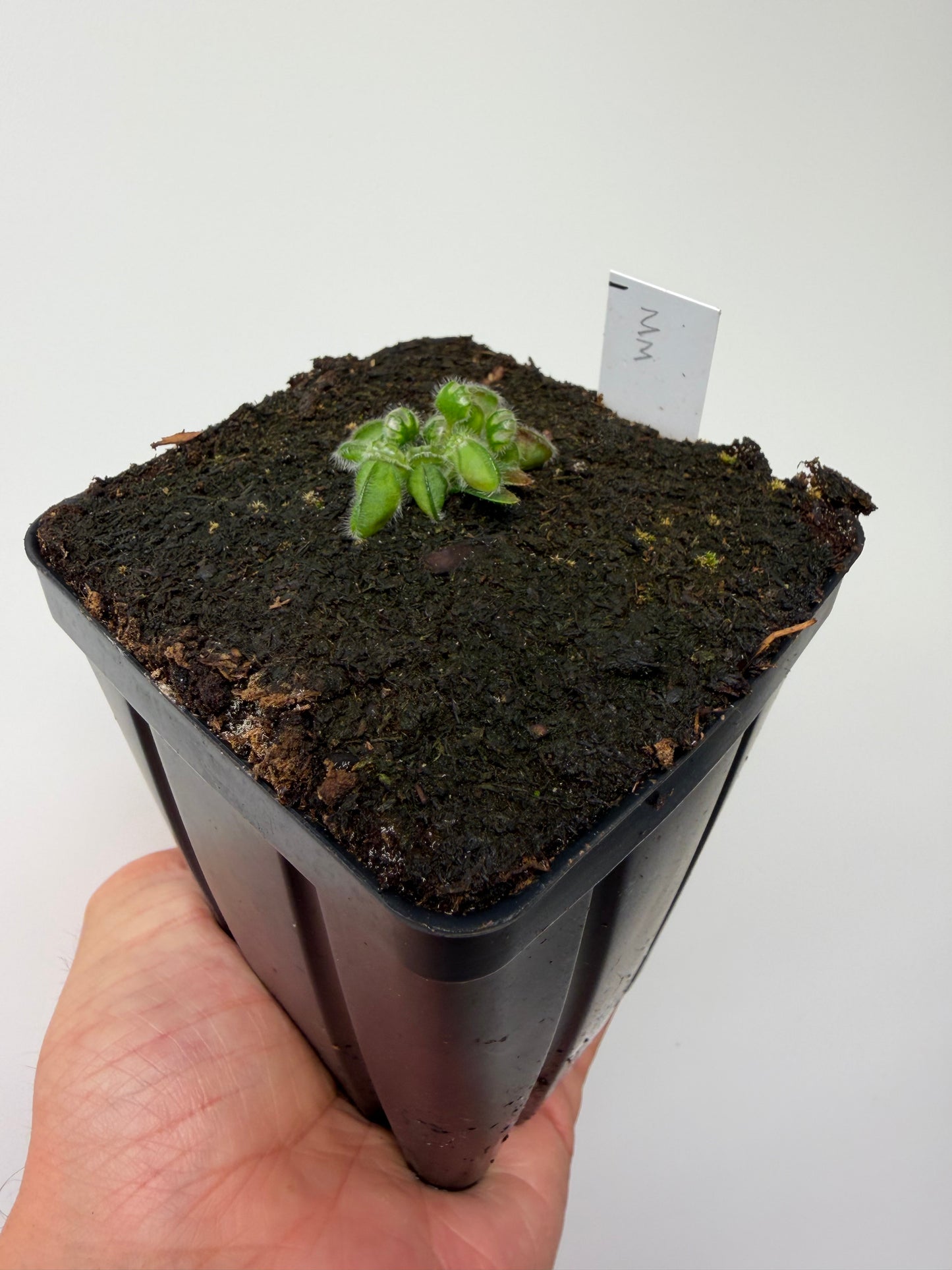 Cephalotus follicularis “Mighty Midget” - *Rare* (1)
