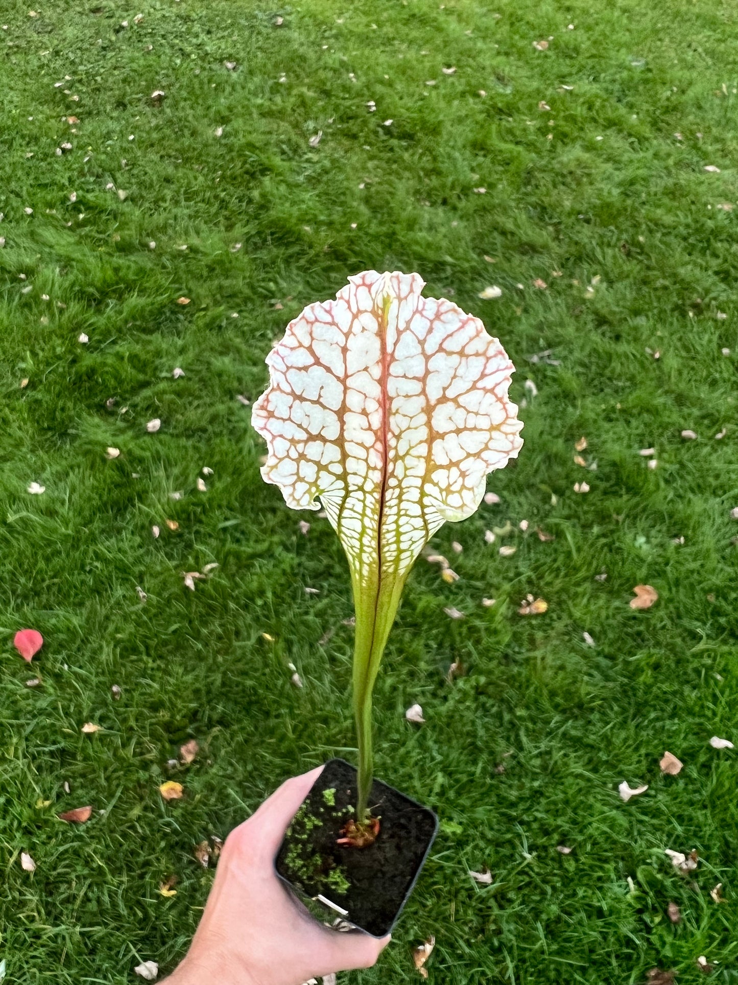 Sarracenia “Hurricane Creek White” - Clone A x self - Seed Grown