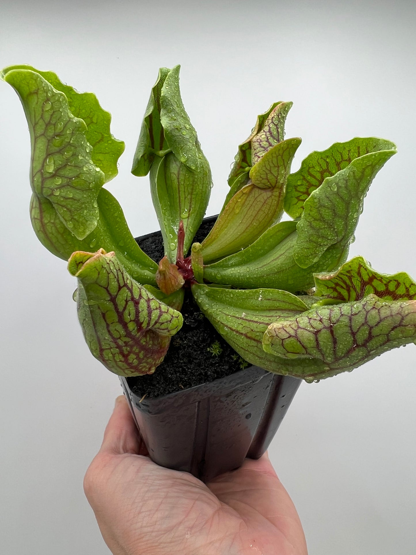 Sarracenia purpurea var. montana (Transylvania Co, NC) - Seed Grown #6