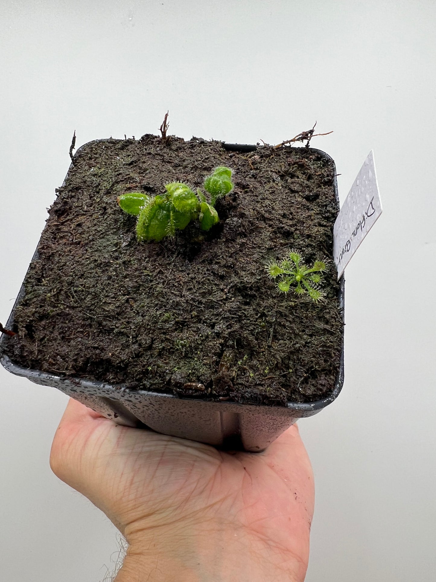 Cephalotus follicularis “Diflora giant”