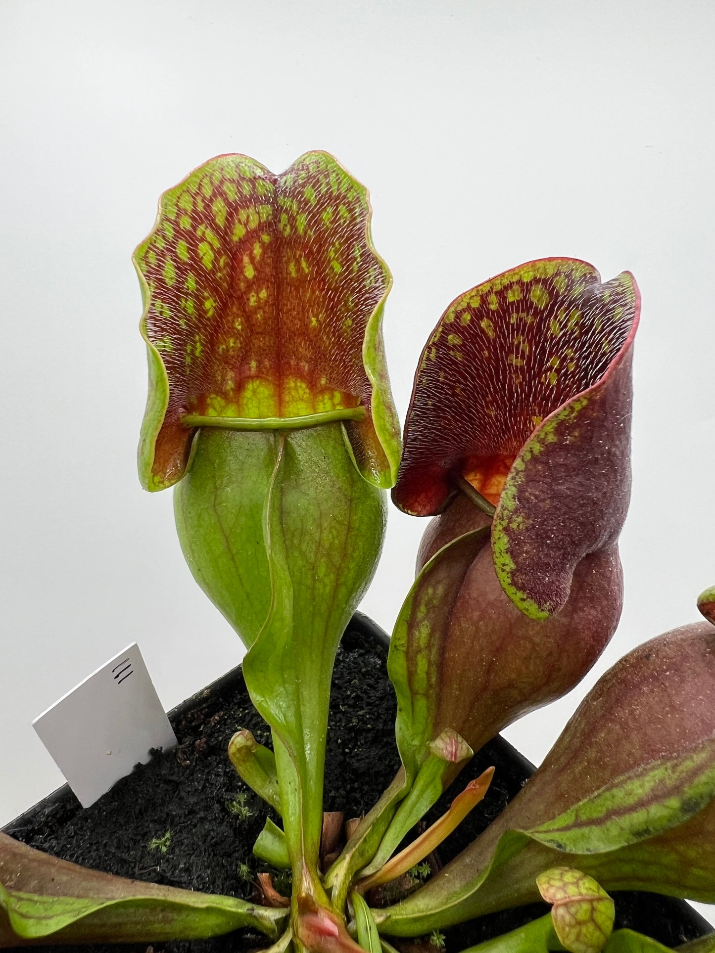Sarracenia purpurea ssp. purpurea (Centre Co, PA) - Seed Grown #111